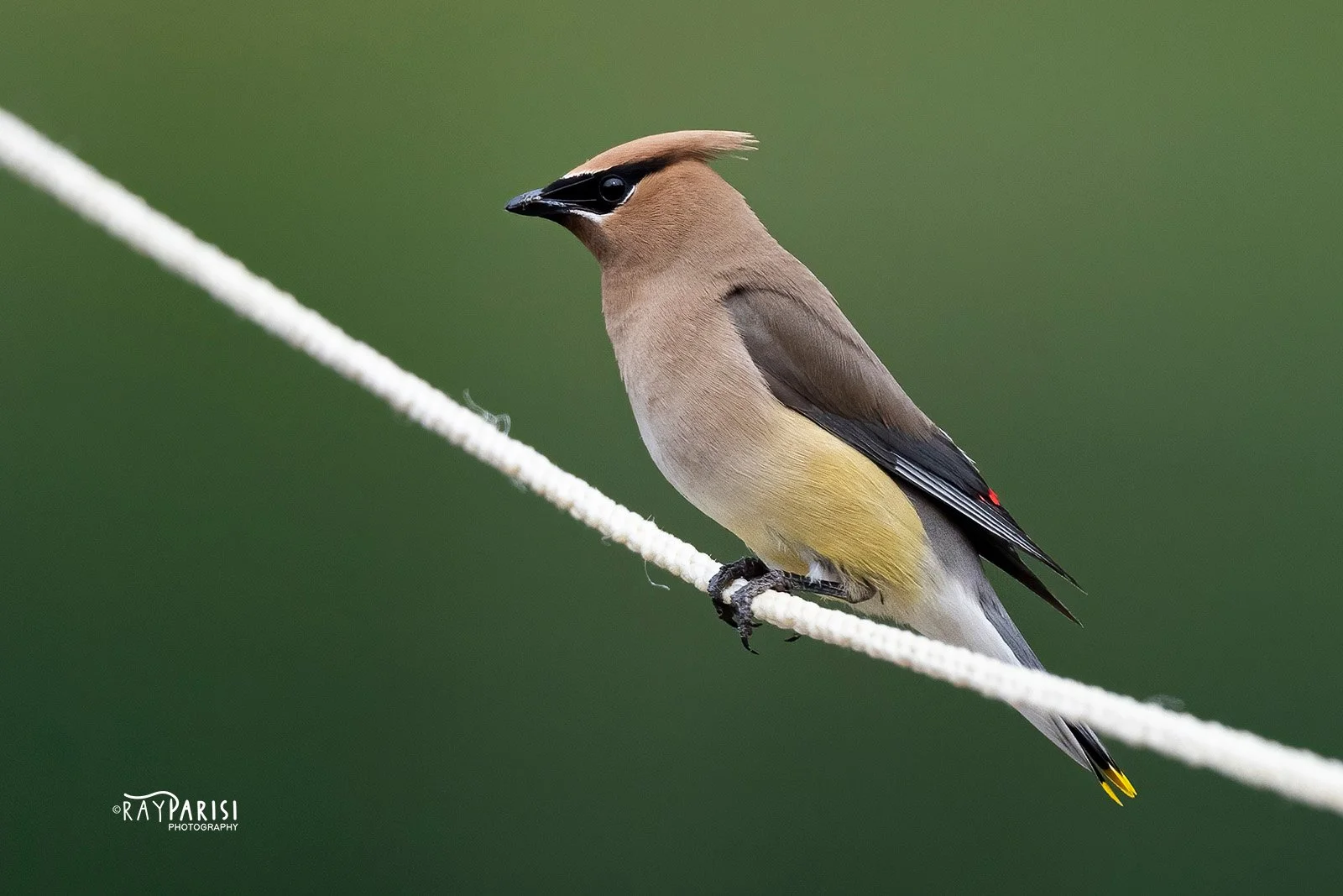 C Waxwing 03b 8-19-21 W.jpg