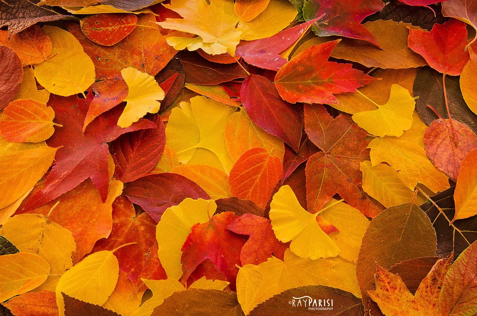 Fall Colors III AE W.jpg