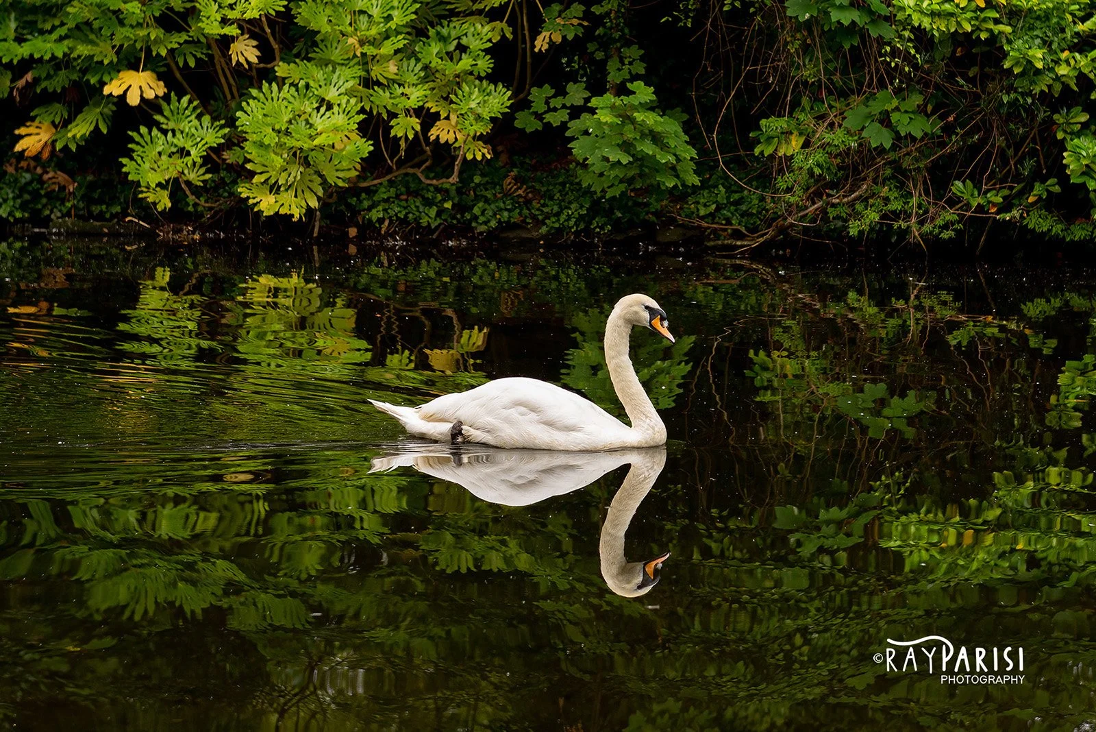 Irish Swan 01 7-18-18 W.jpg