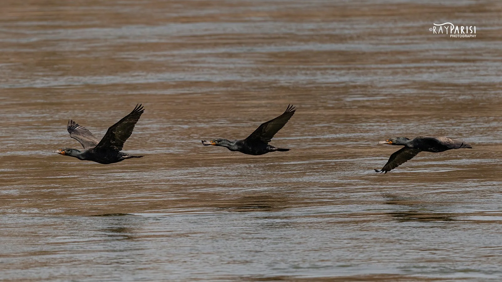 Cormorant in flight 21 4-3-21 W.jpg