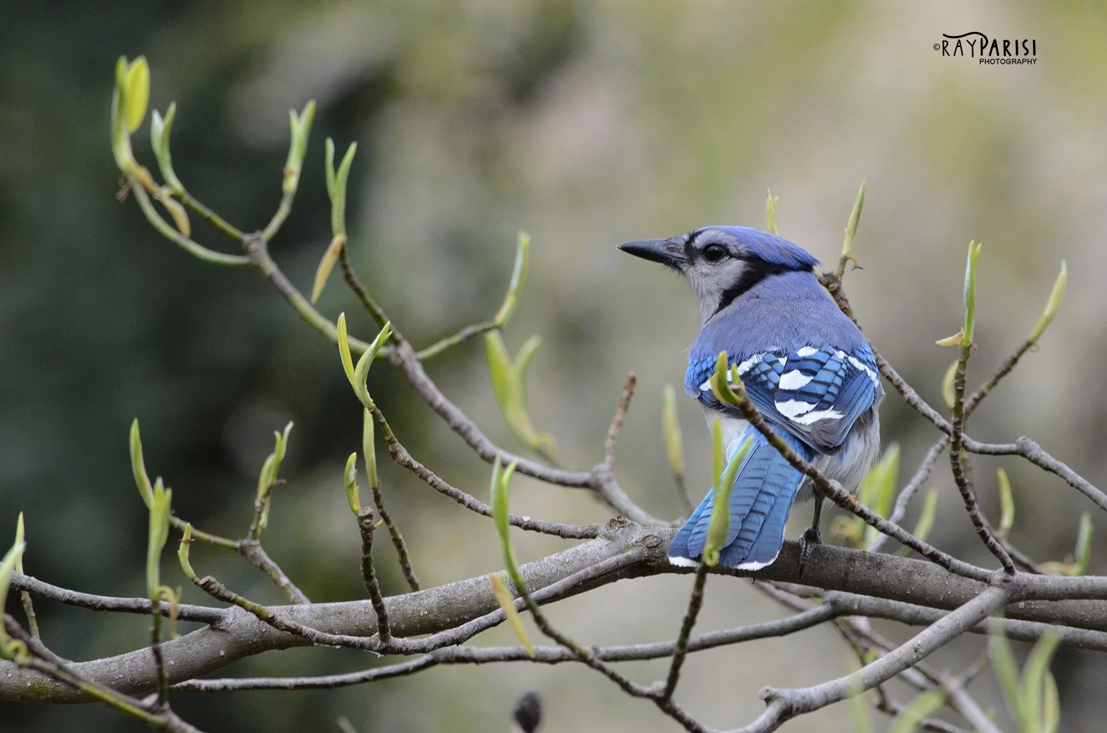 Blue Jay 02 4-28-13 W.jpg