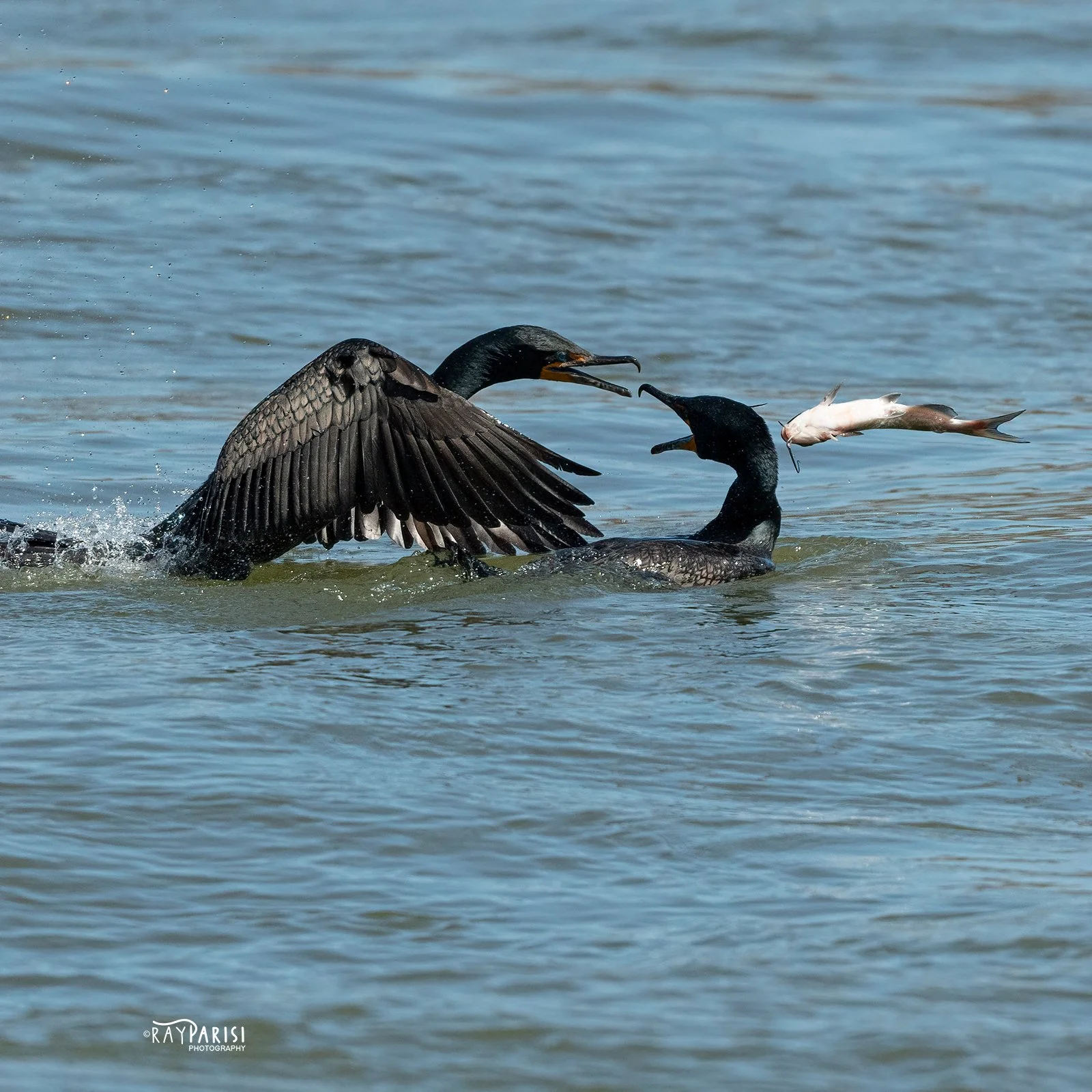Cormorant Exchange 04 4-3-21 W SQ.jpg