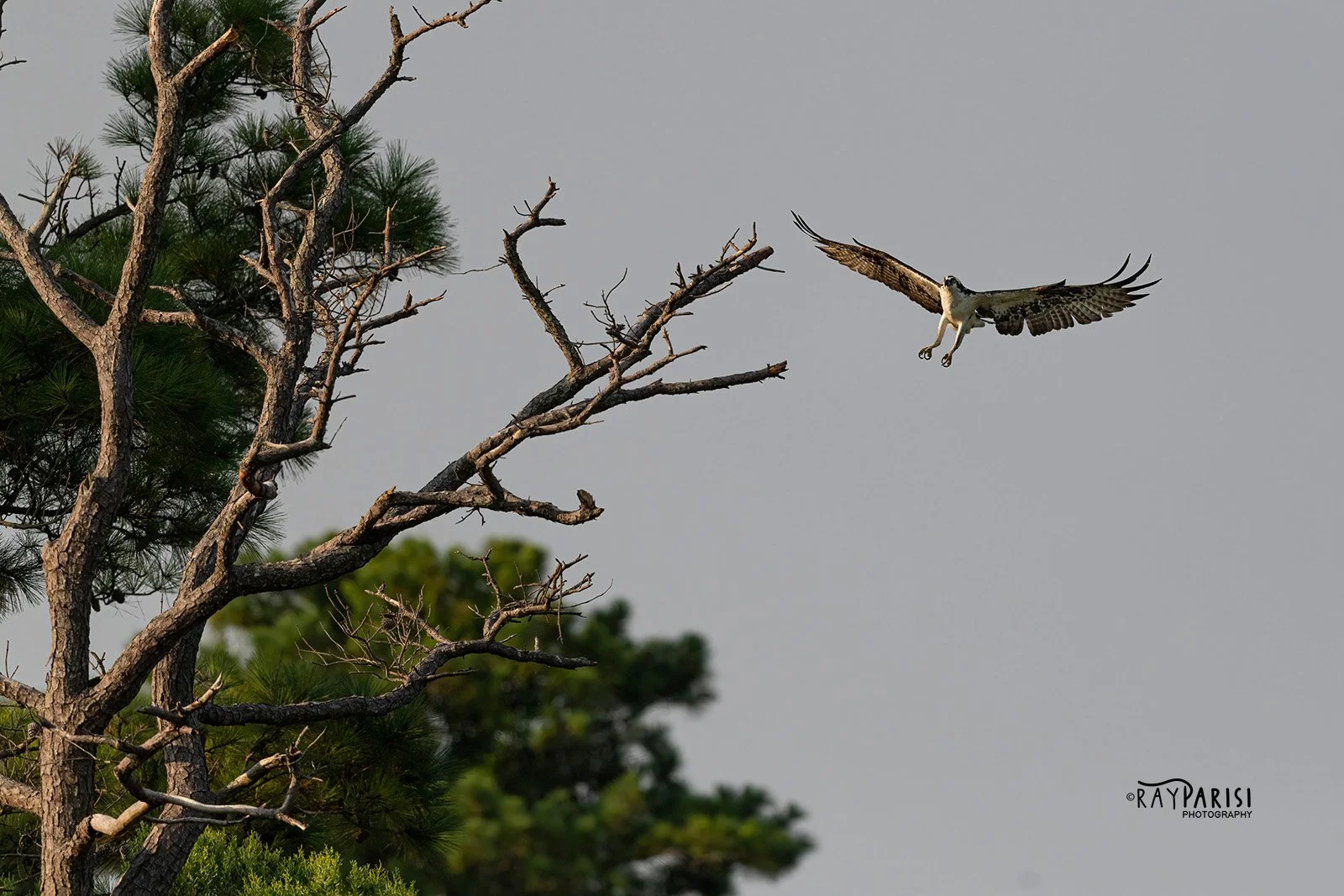 Landing in tree 01 8-2-21 W.jpg