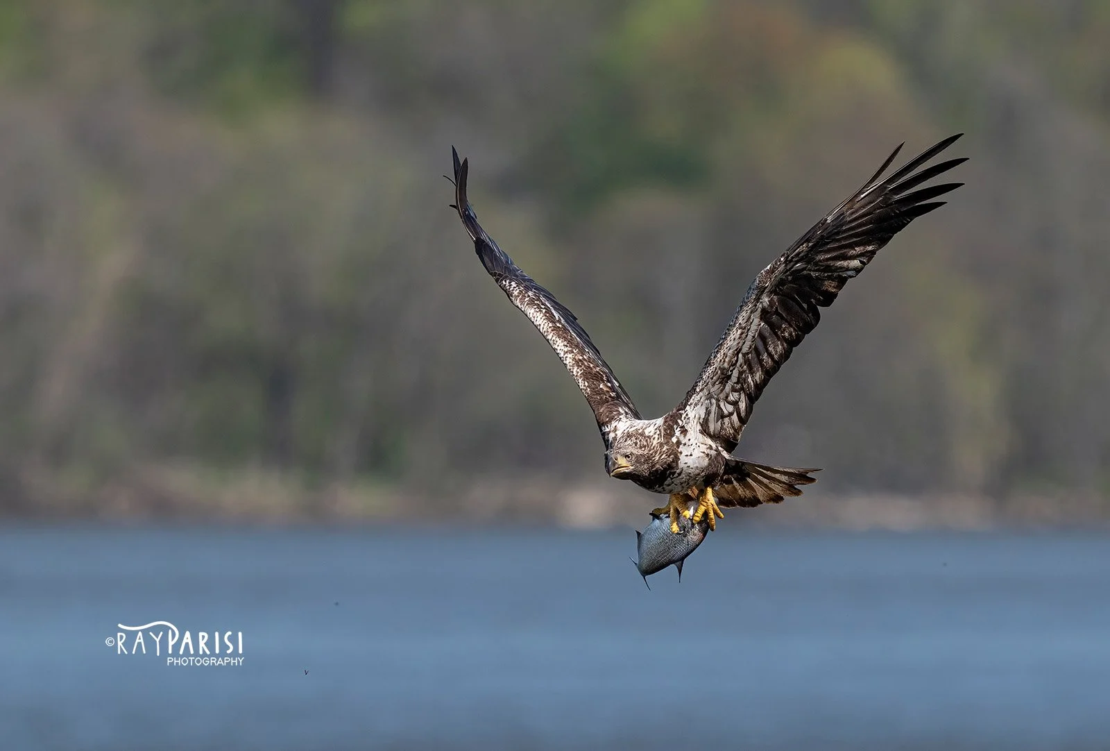 Juvenile with fish 01 4-20-21 W.jpg