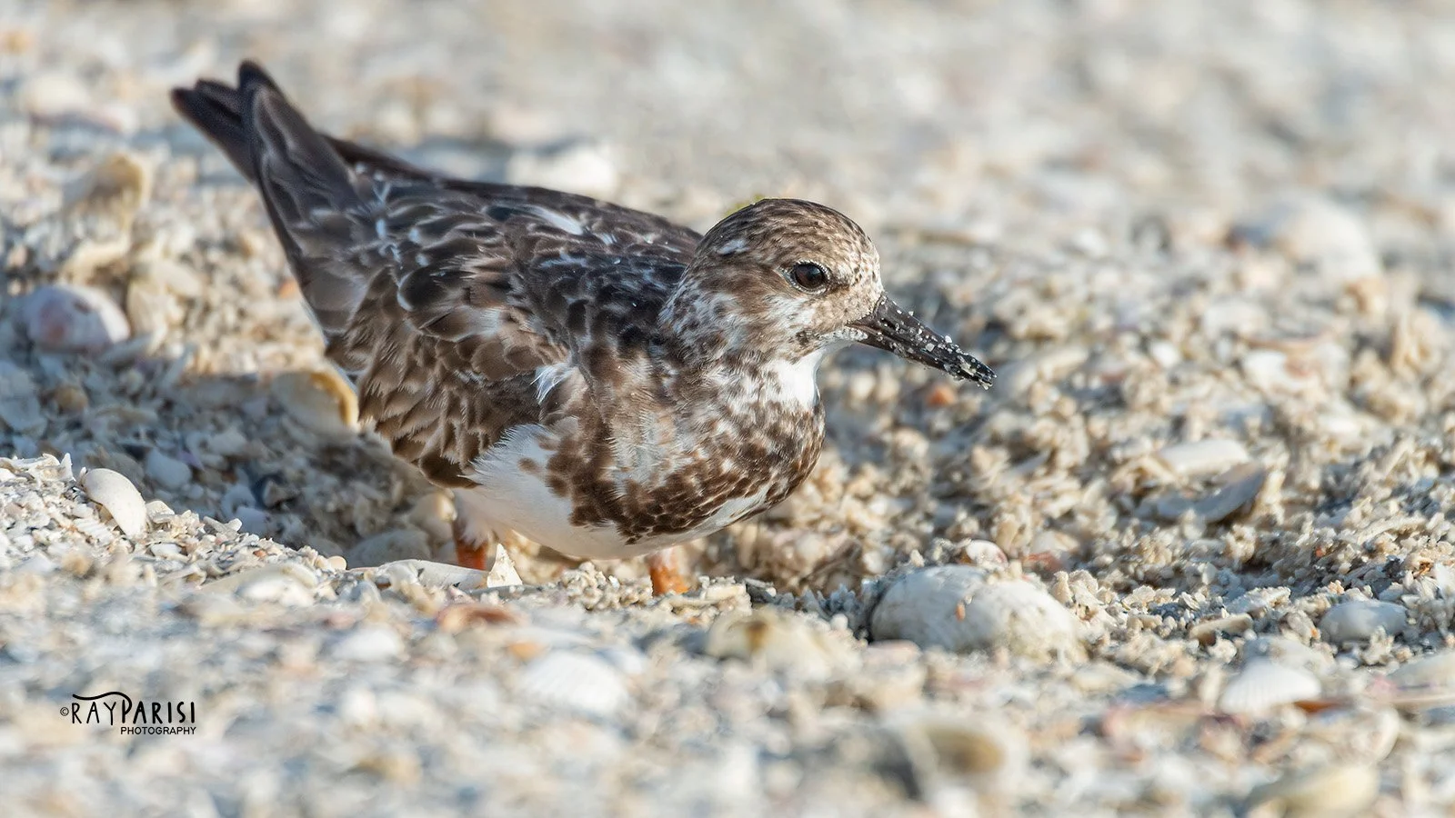 Plover 01 3-13-17 W.jpg