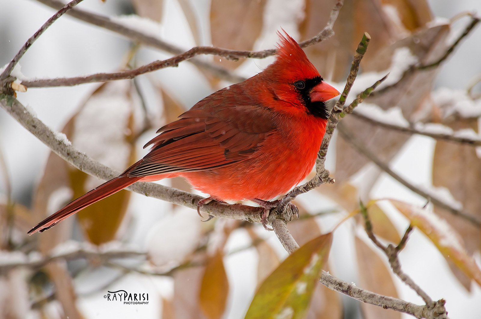 Cardinal 02 12-8-13 W.jpg