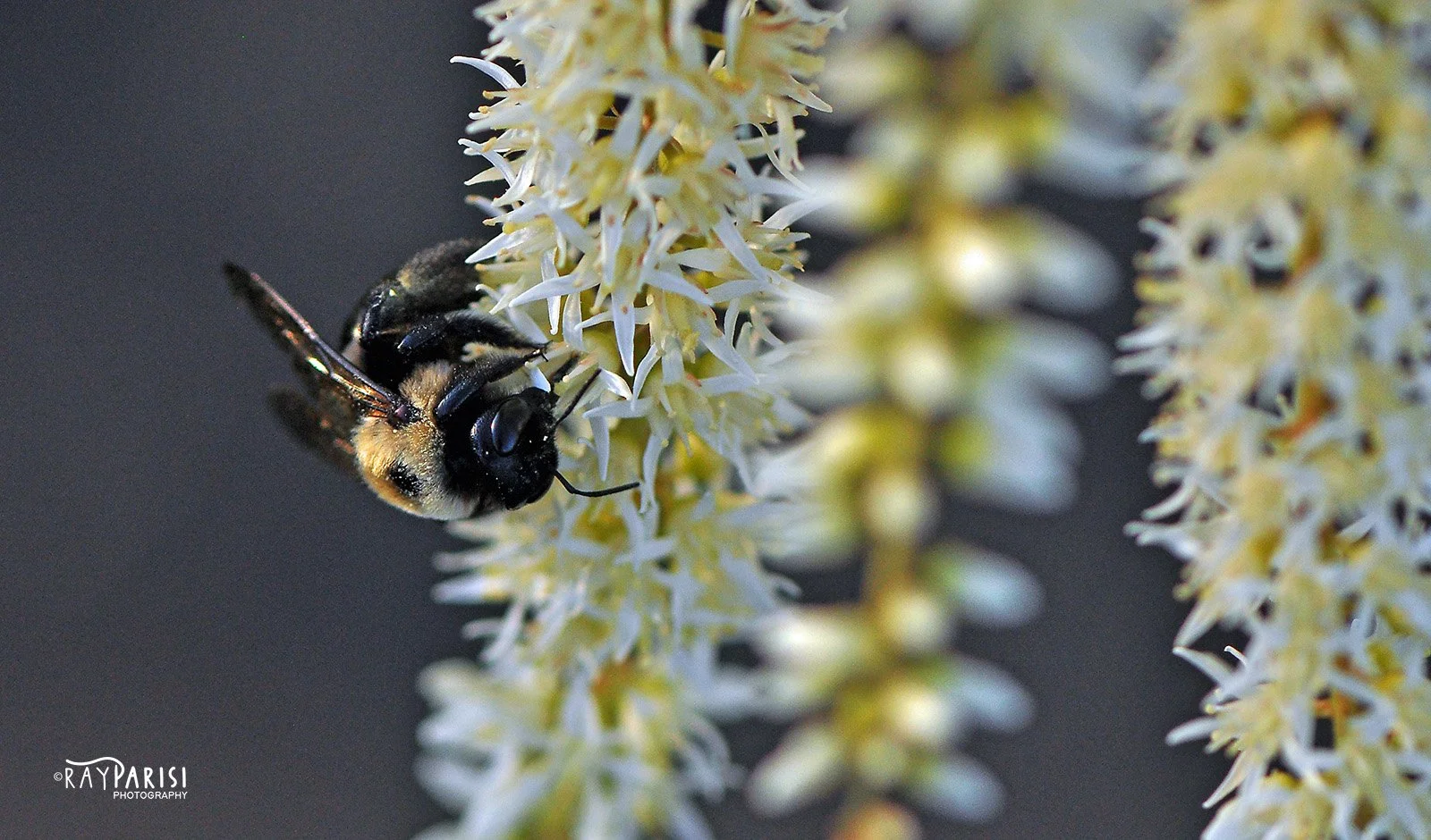Bumblebee 5-10 W.jpg