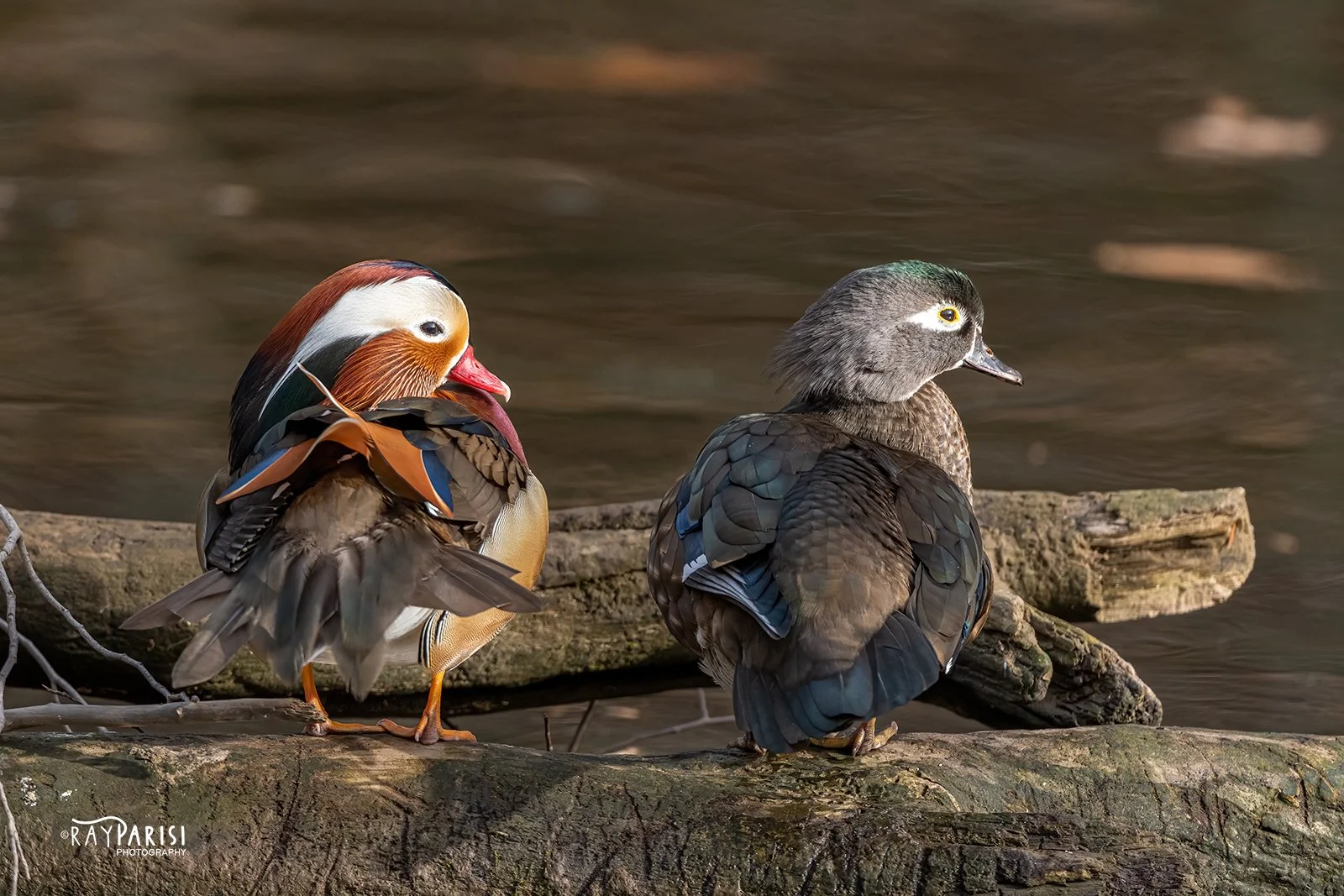 Drake and hen 05 12-19-21 W.jpg