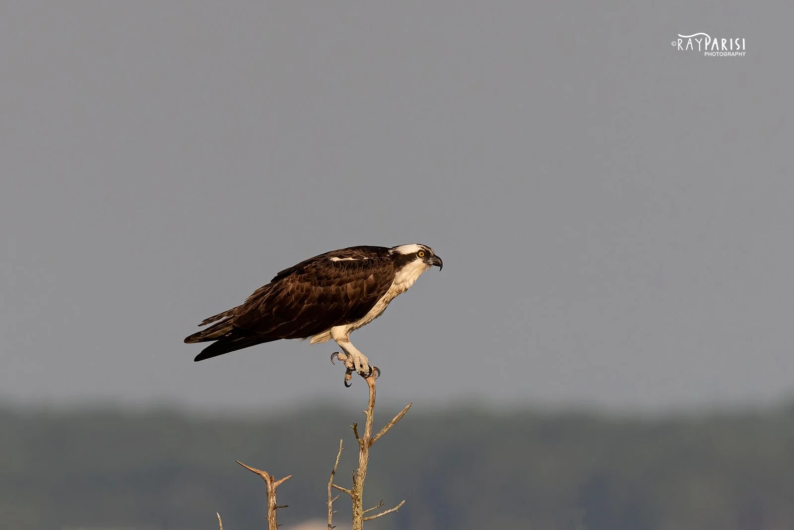 Perched on Tree 02 8-5-21 W.jpg