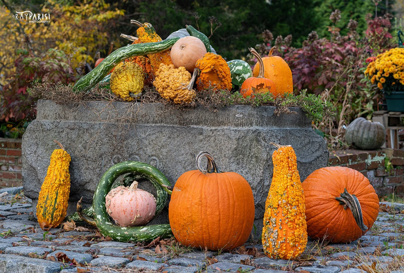 Gourds 01 10-26-19 W.jpg