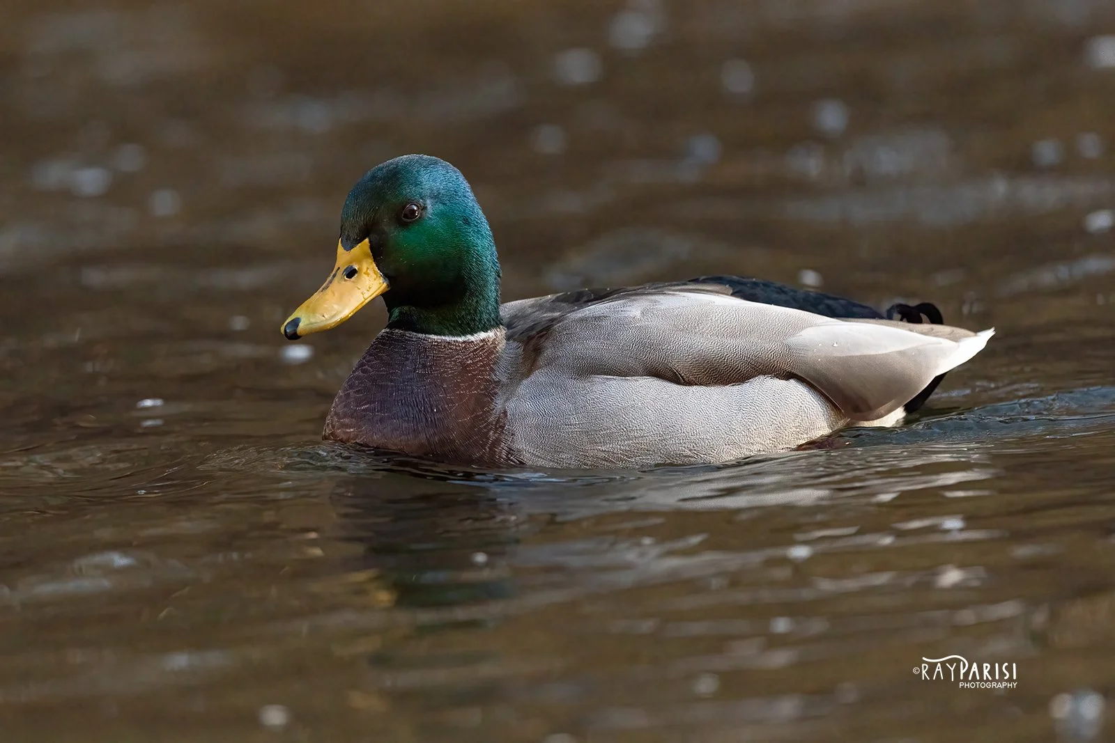 Mallard Drake 03 12-12-21 W.jpg