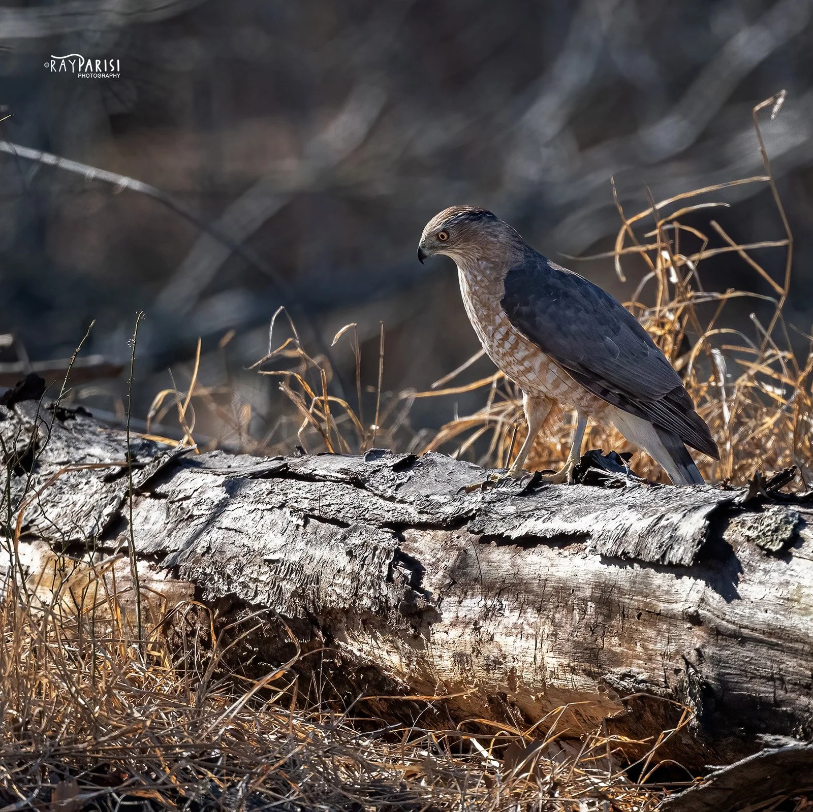 Coopers Hawk 01b 2-21-22 SQ W.jpg