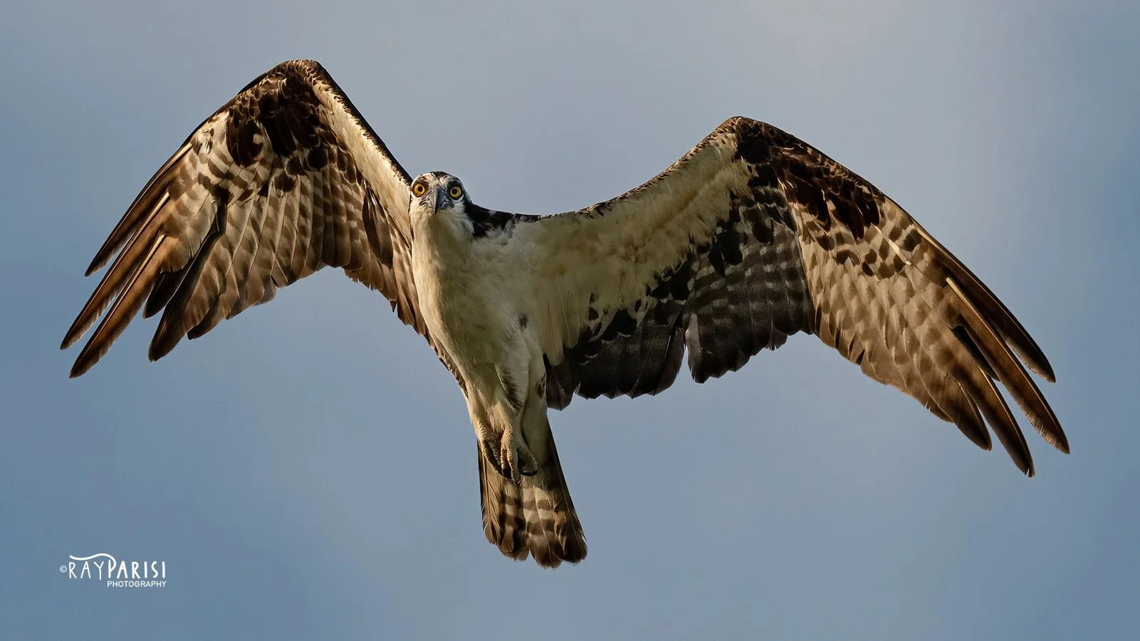 Soaring 02b 8-2-21 WL.jpg