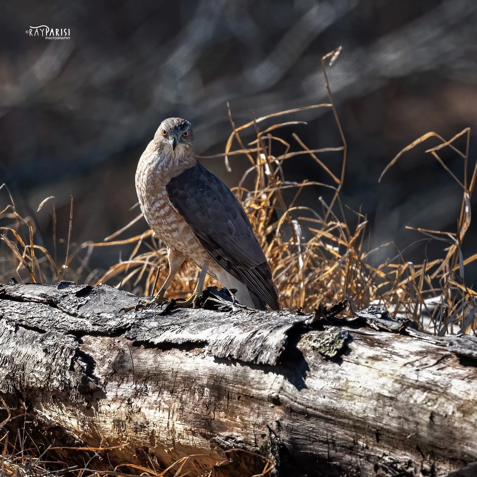 Coopers Hawk 04a 2-21-22 SQ W.jpg