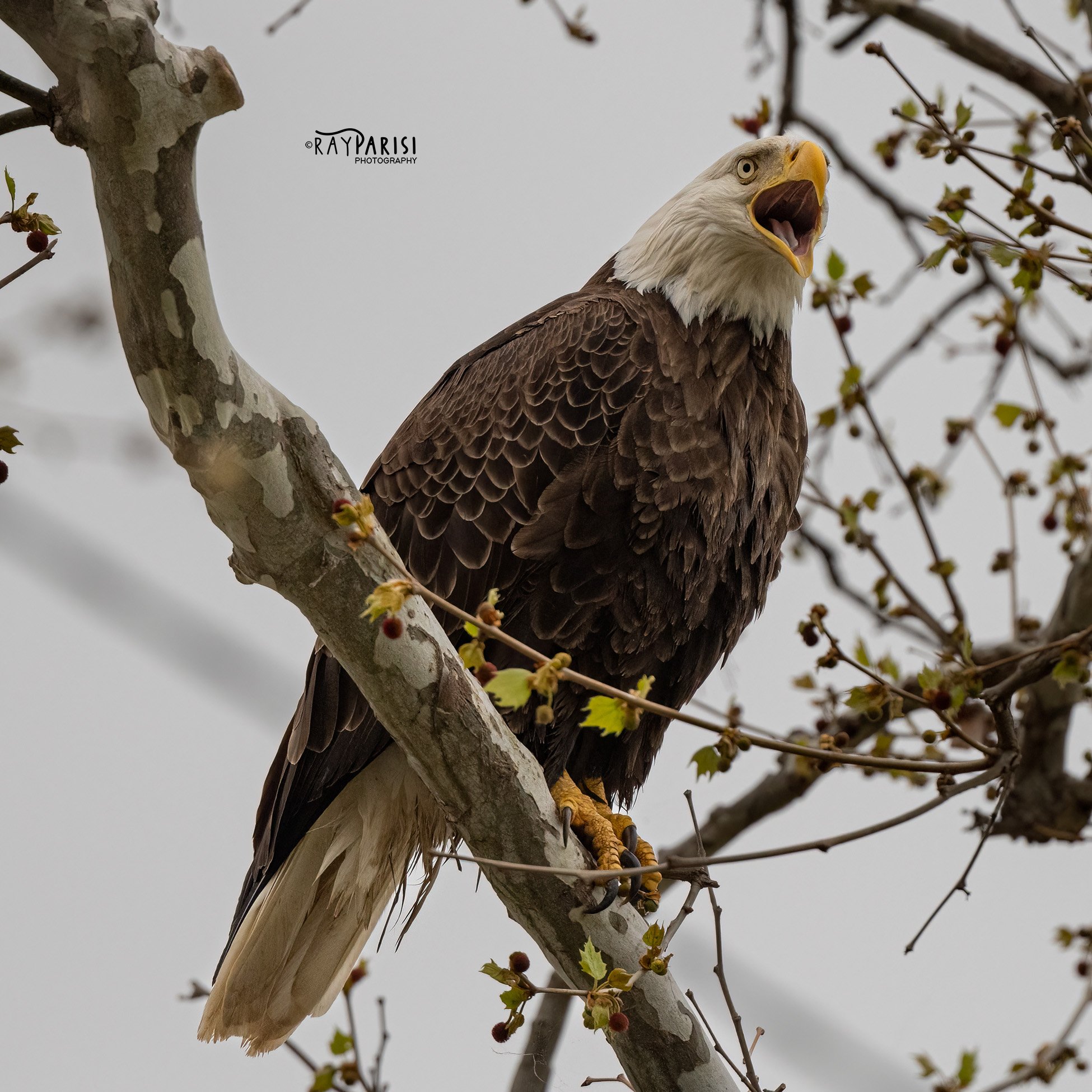 Adult perched 04 4-25-22 SQ W.jpg