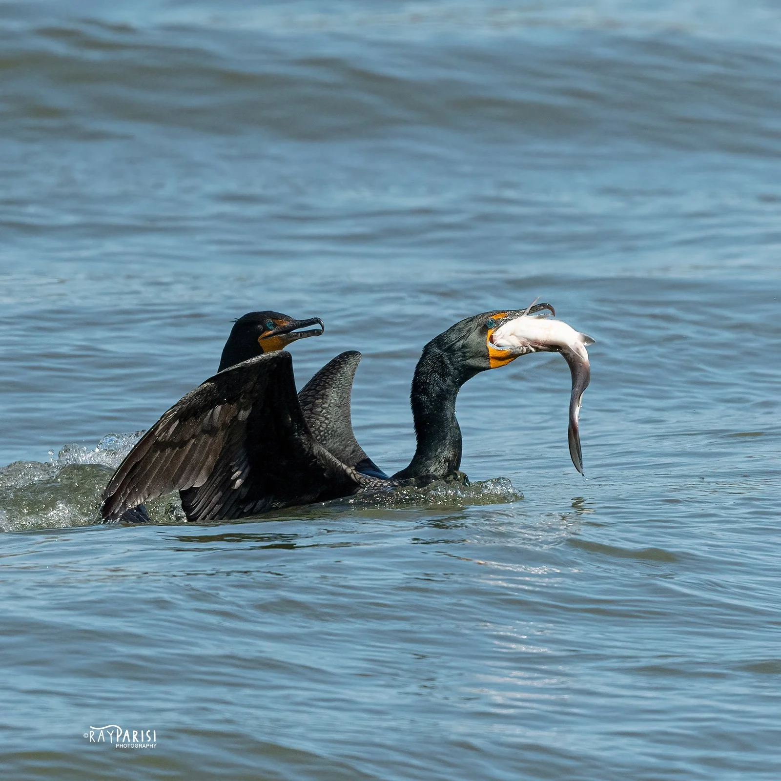 Cormorant Exchange 01 4-3-21 W SQ.jpg