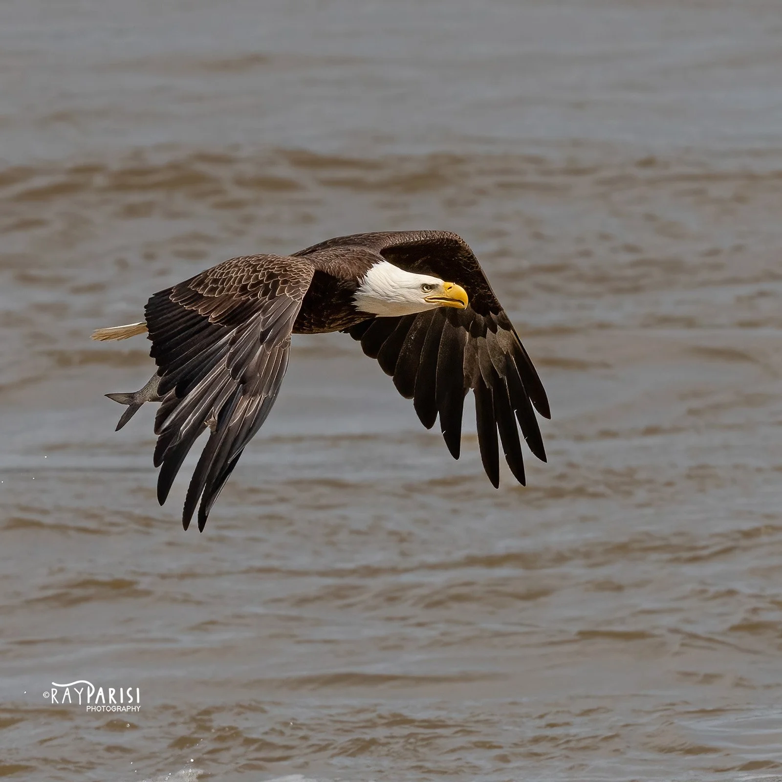 Eagle fishing 16 4-11-22 SQ W.jpg