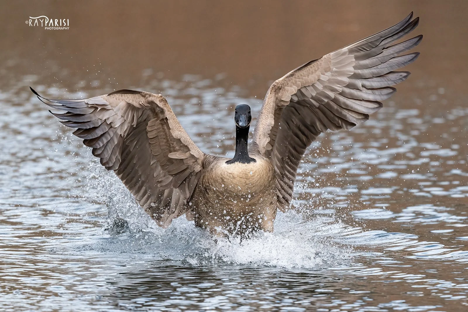Goose landing 07 12-19-21 W.jpg