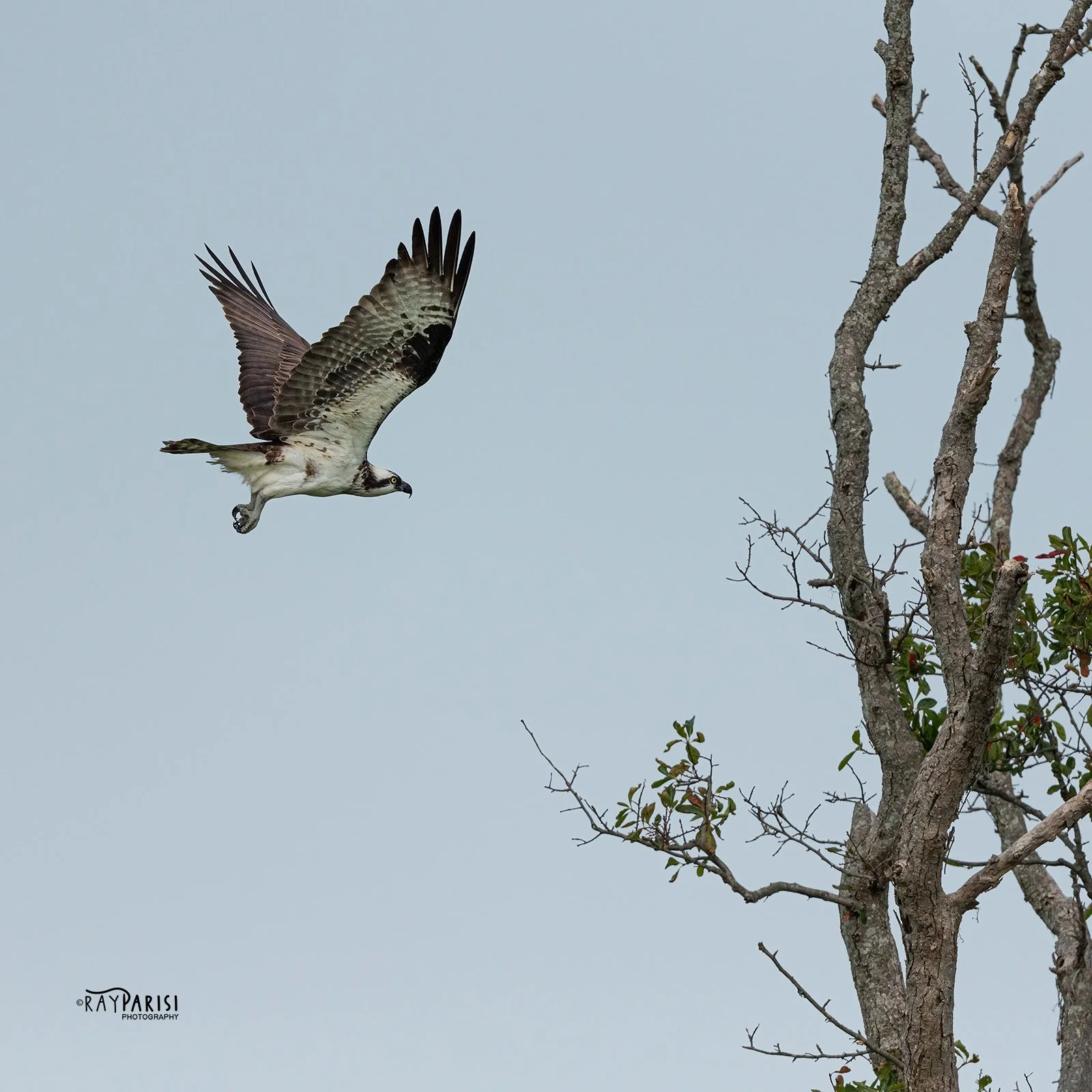 Taking off 02 8-2-21 SQ W.jpg