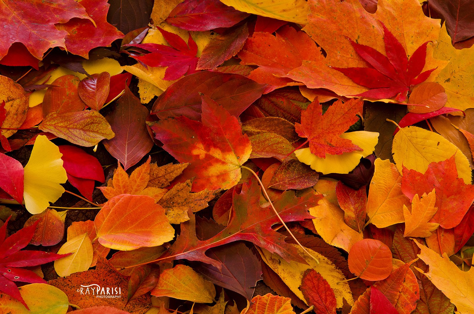 Fall Colors VI.jpg