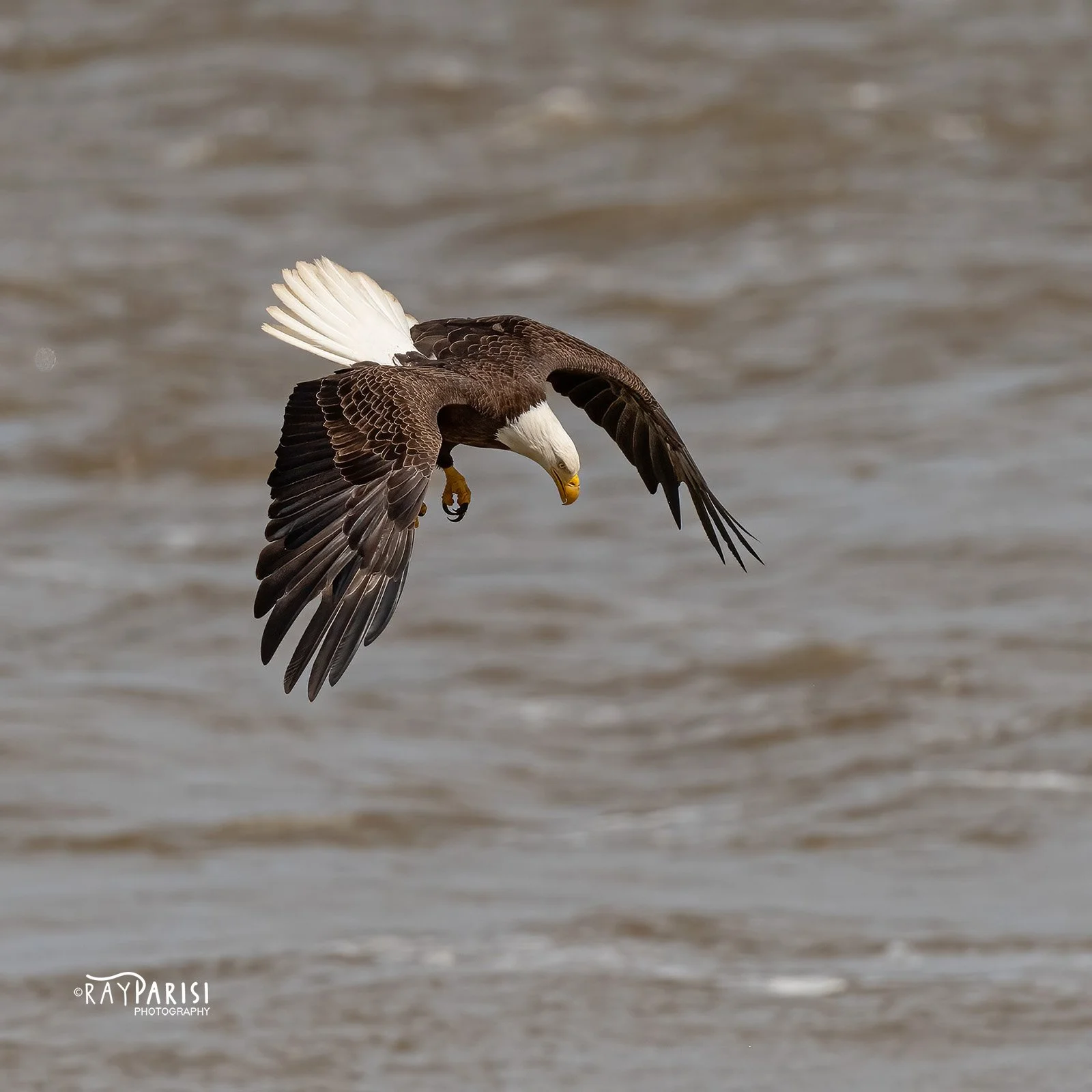 Eagle fishing 08 4-11-22 SQ W.jpg