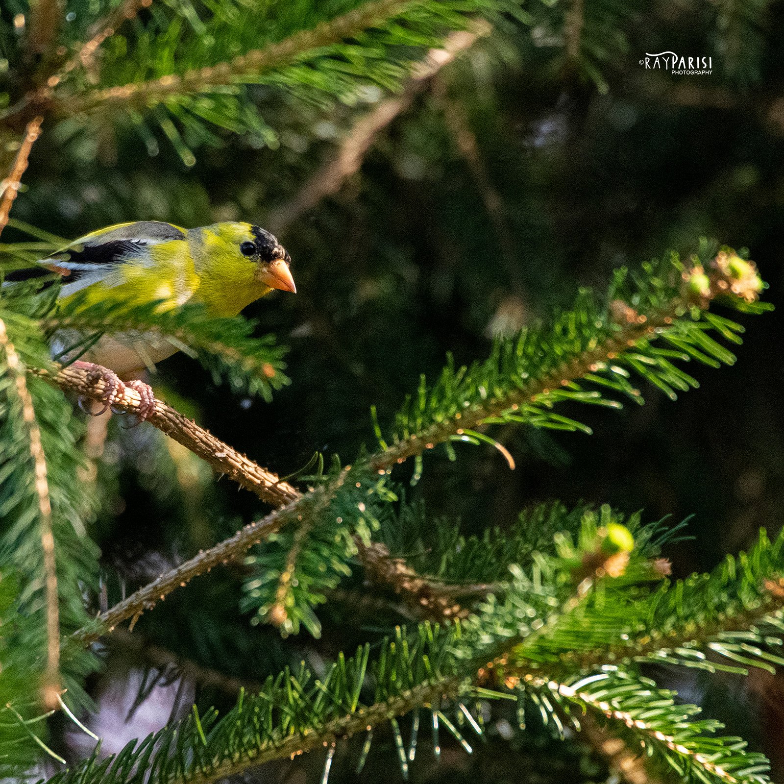 Goldfinch 04b W.jpg