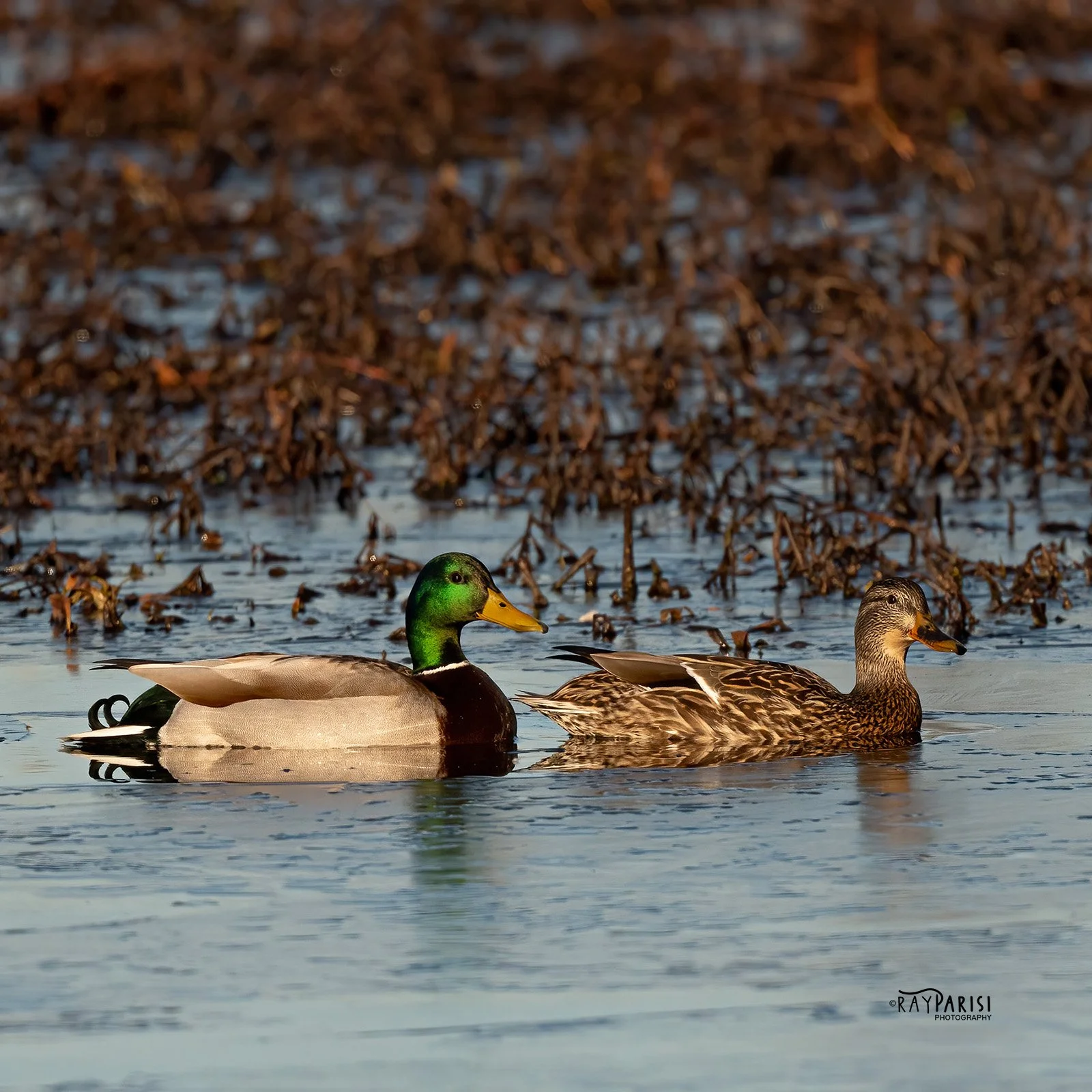 Mallards 01 2-21-22 W.jpg