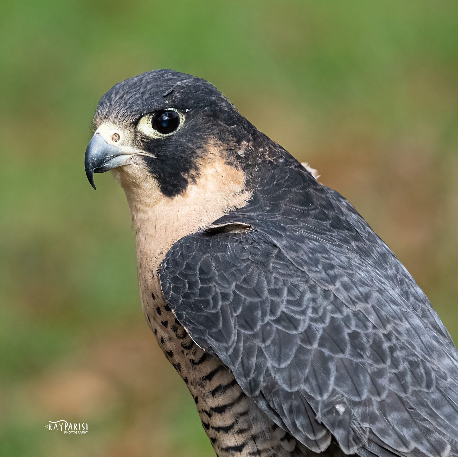 Falcon 02b 11-13-22 SQ W.jpg