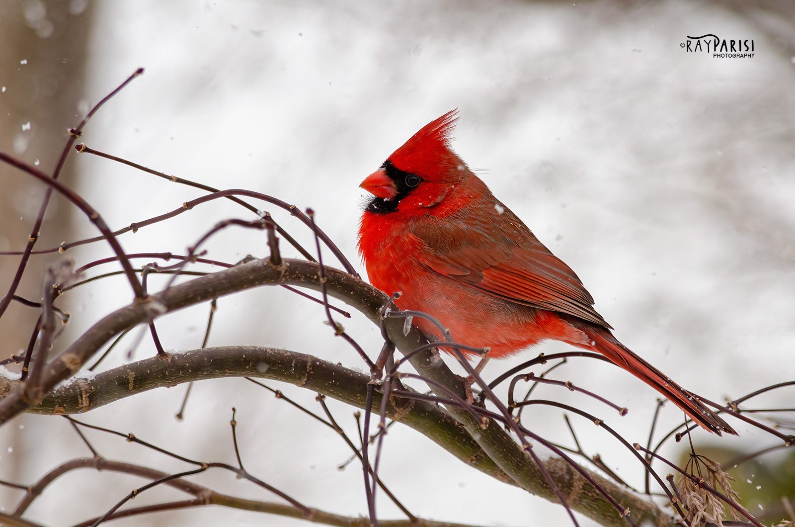 Carindal 01 1-26-14 W.jpg