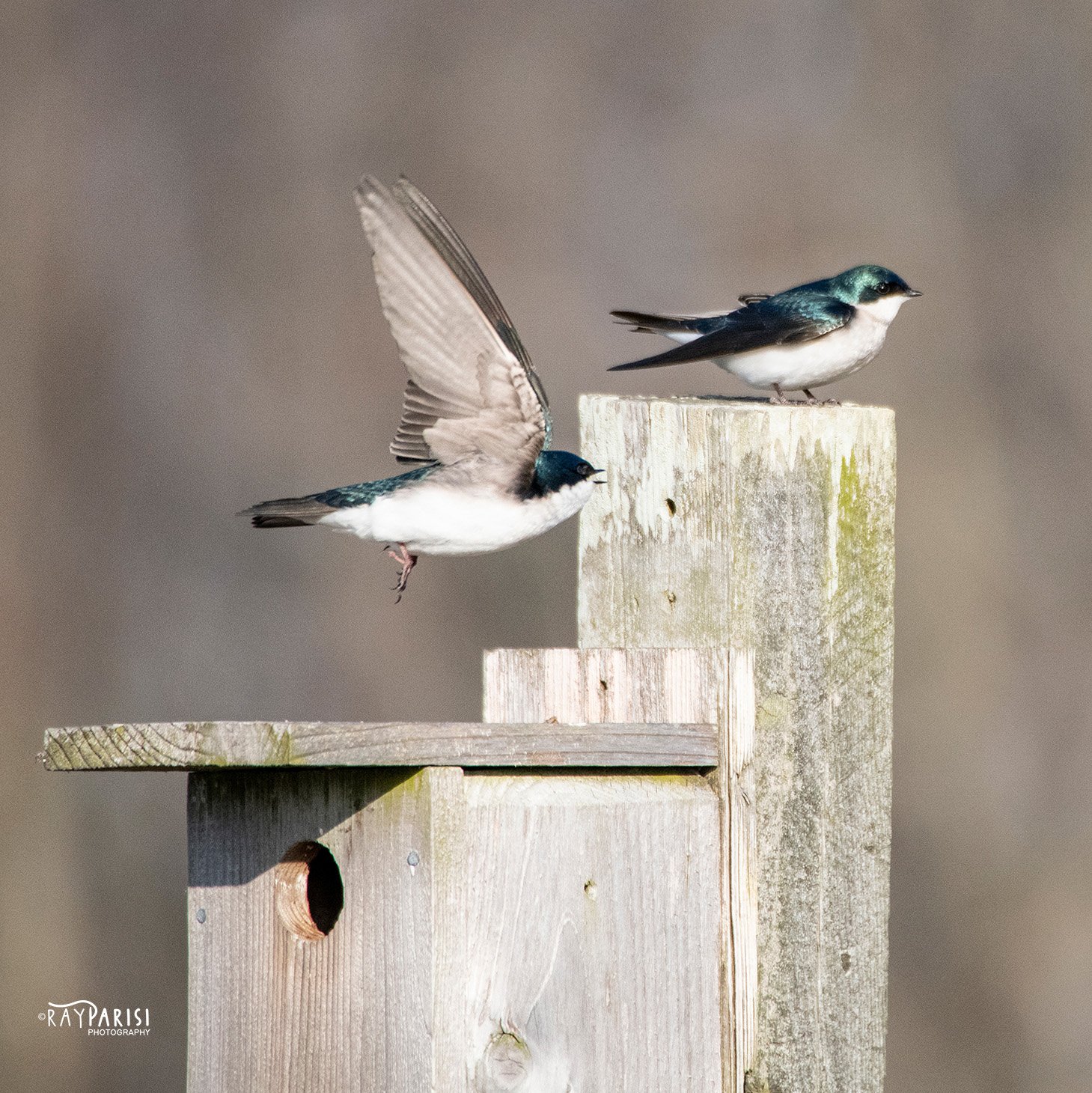 Barn Swallow 03 W.jpg