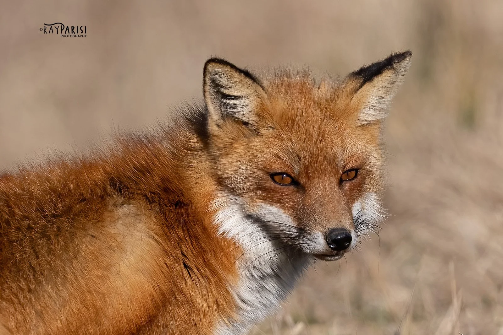 Red fox profile 04b 2-28-22 W.jpg