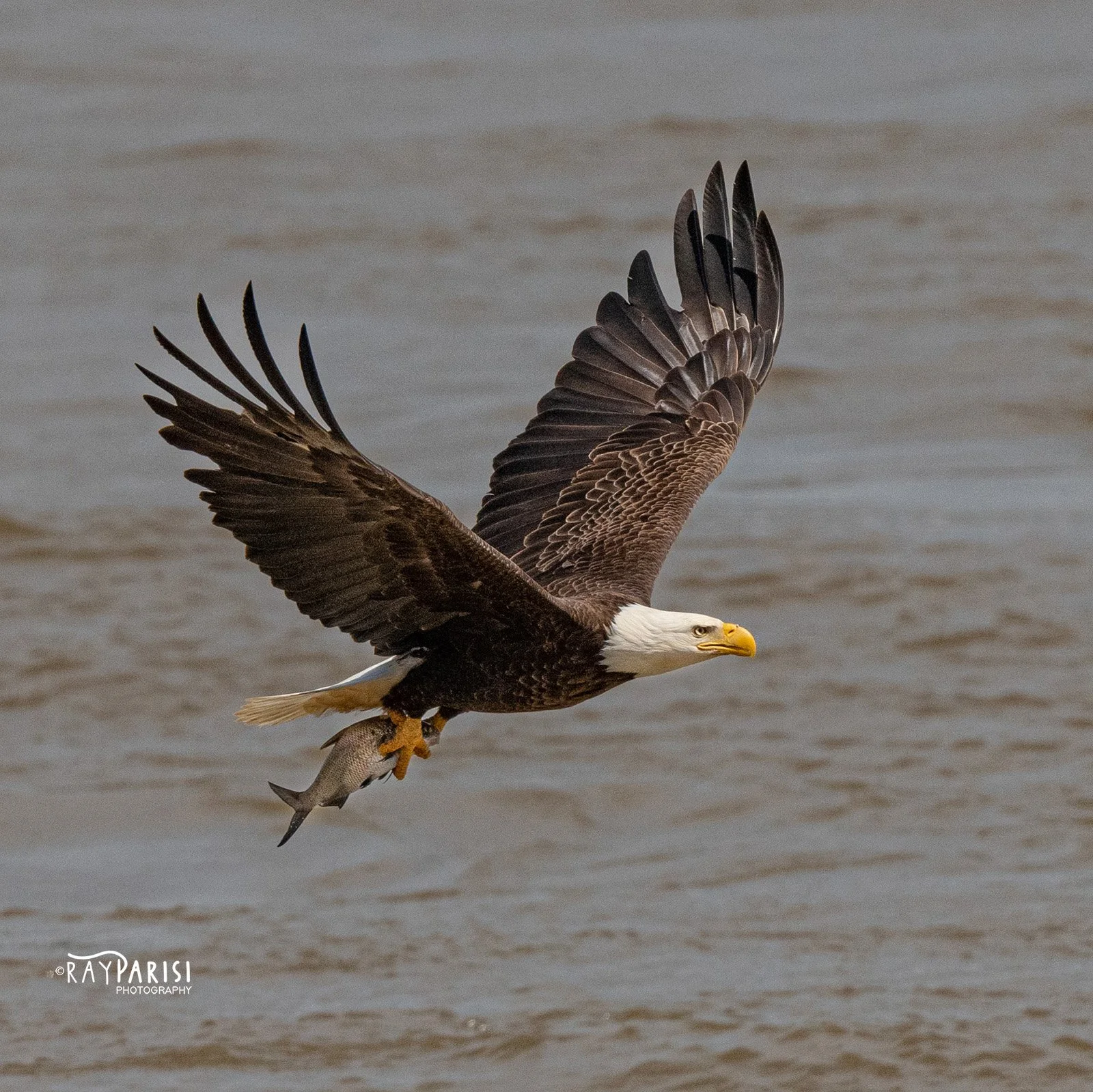 Eagle fishing 17 4-11-22 SQ W.jpg