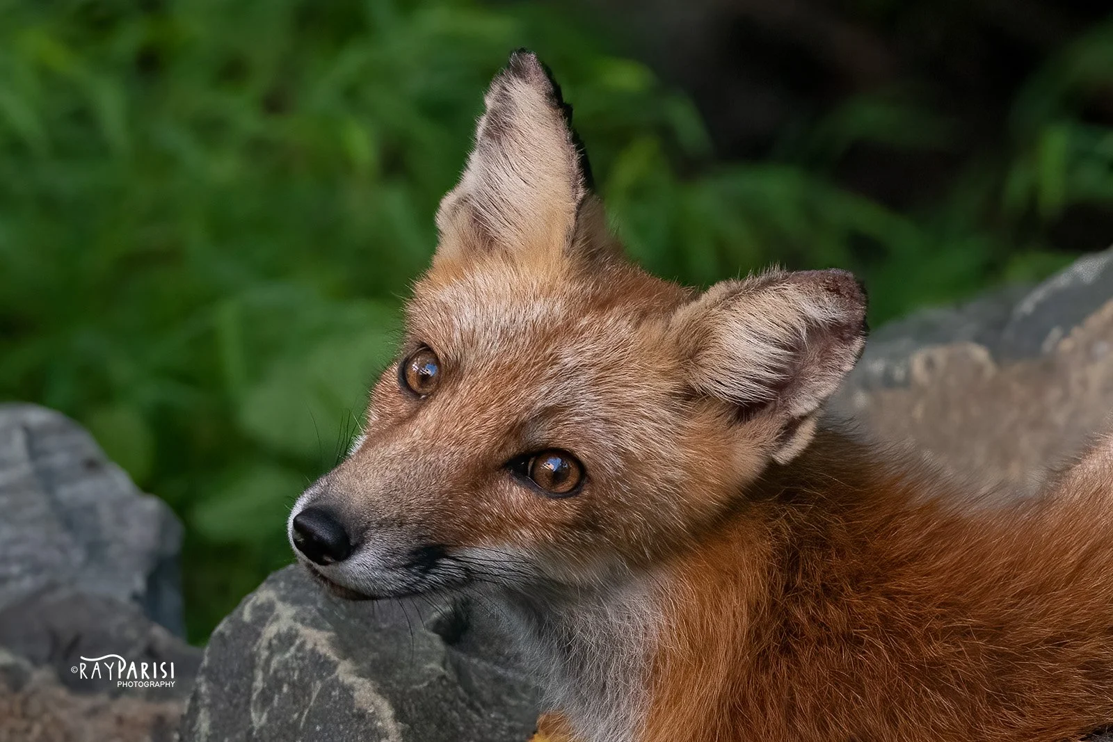 Fox 04b 8-24-22 W.jpg