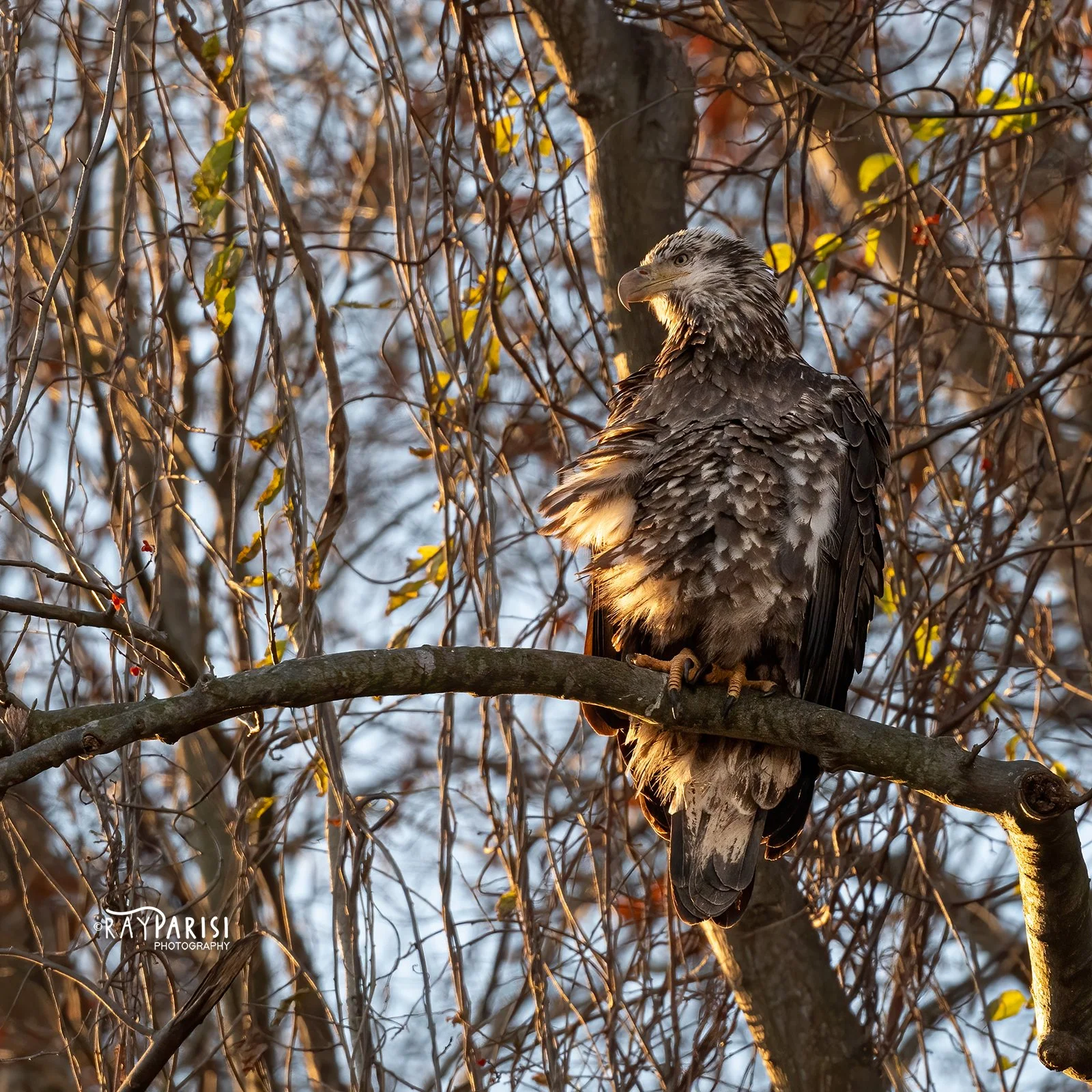Juvi Perched 03 12-3-21 SQ W.jpg