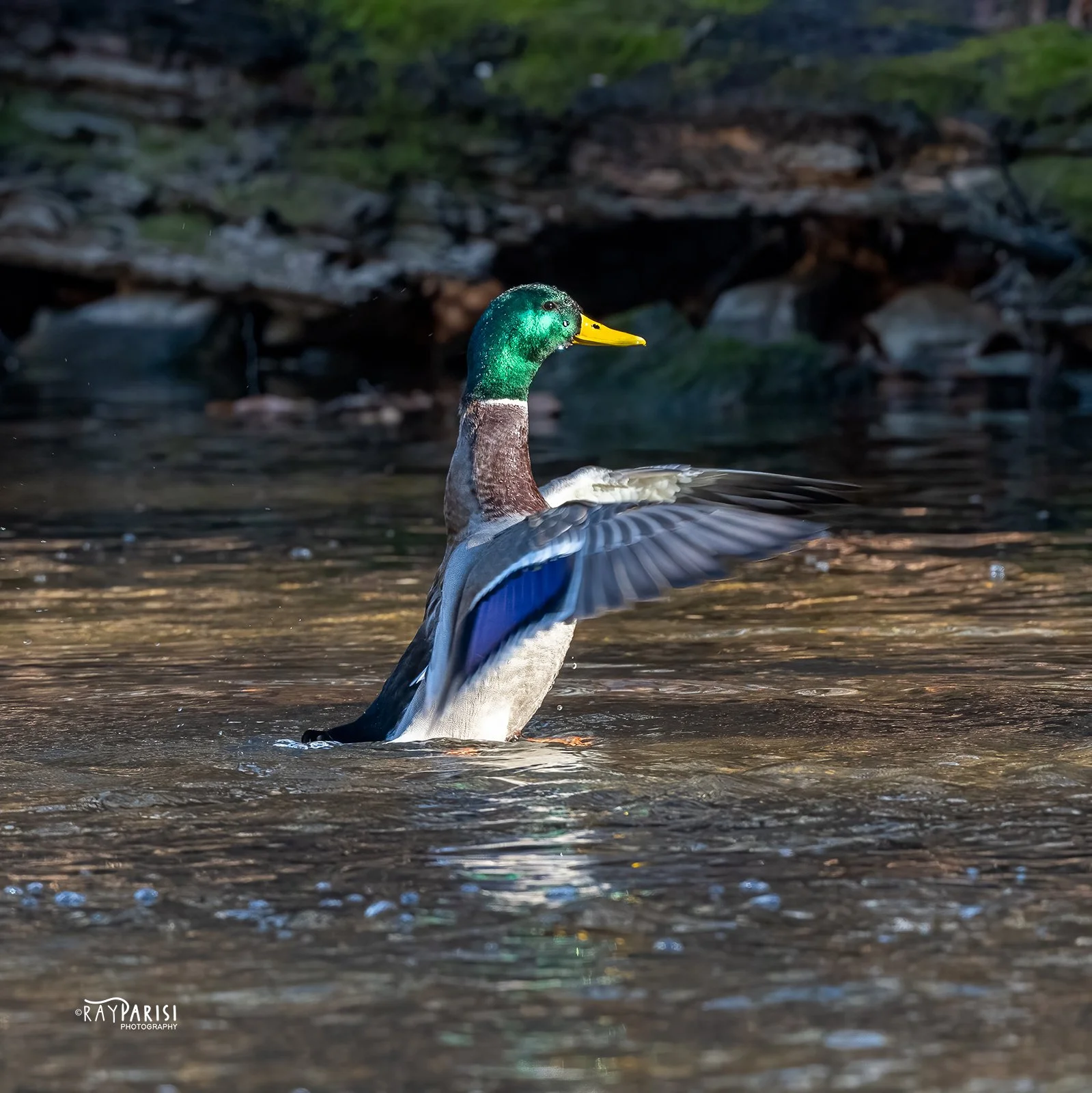 Mallard Showing Off 05 12-12-21 SQ W.jpg