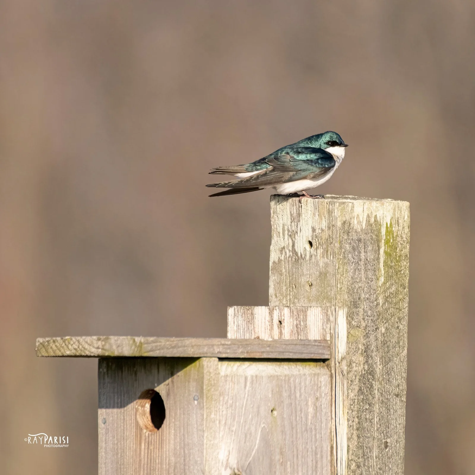 Barn Swallow 02 3-19-20 W.jpg
