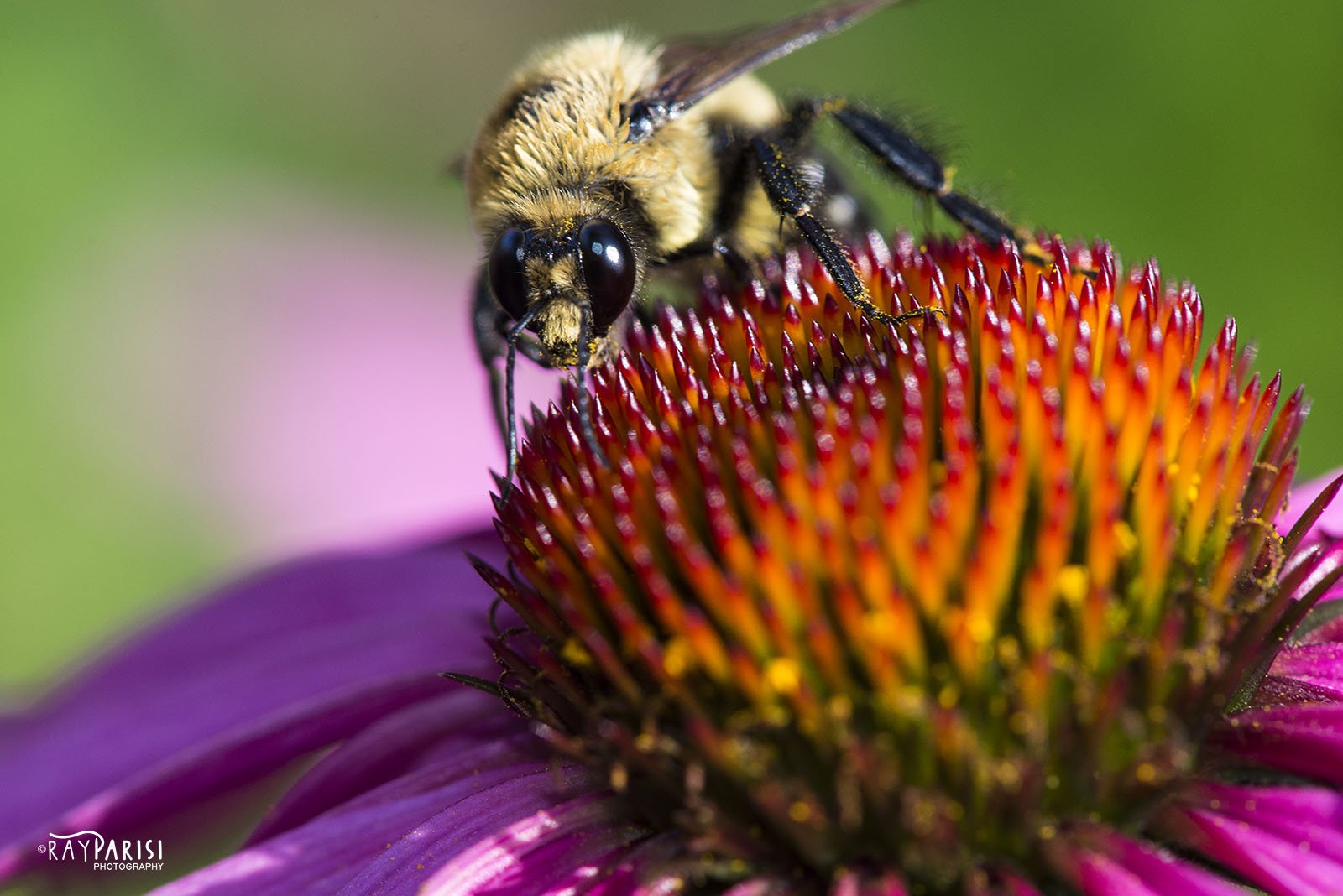 Bumbleee on coneflower.jpg