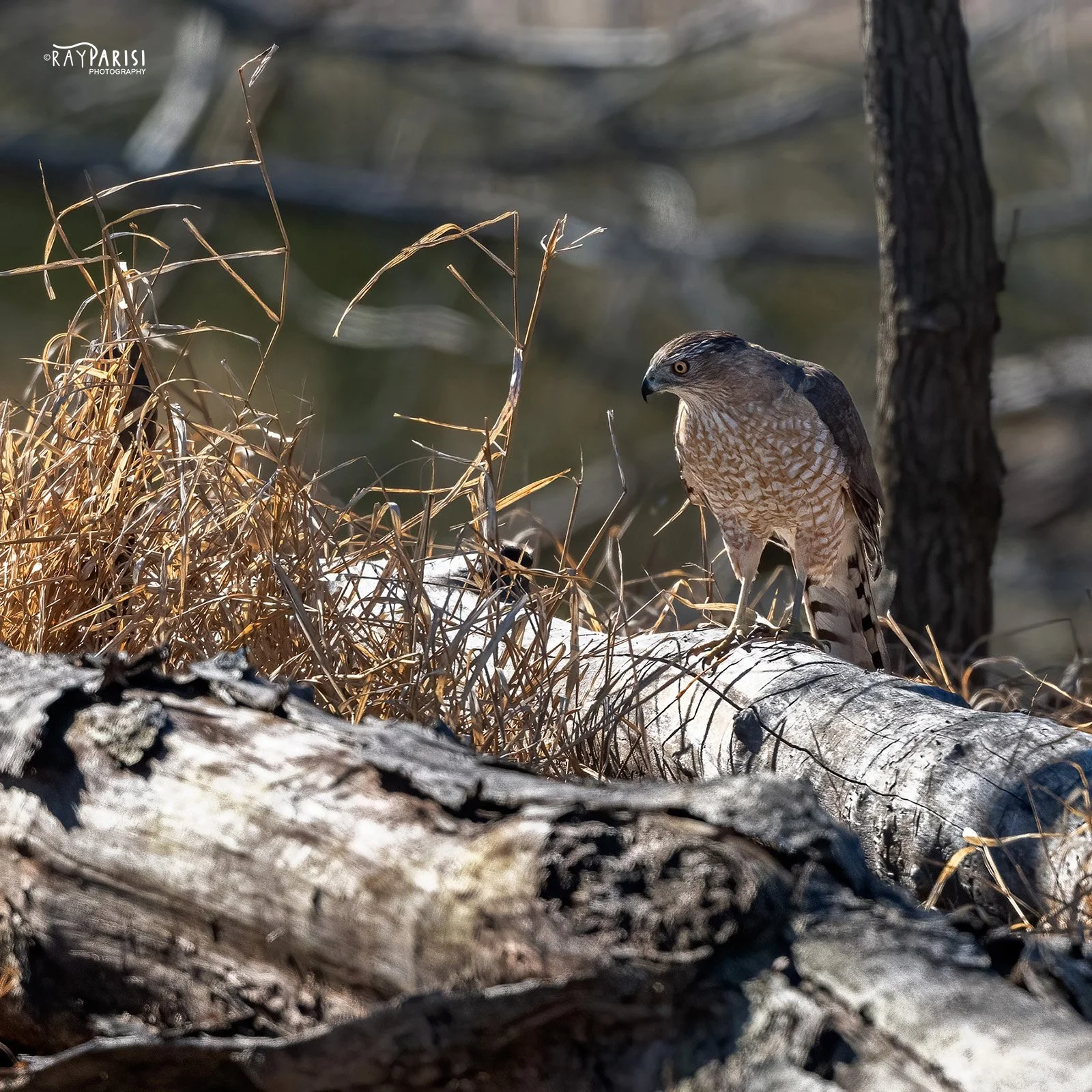 Coopers Hawk 05 2-21-22 SQ W.jpg