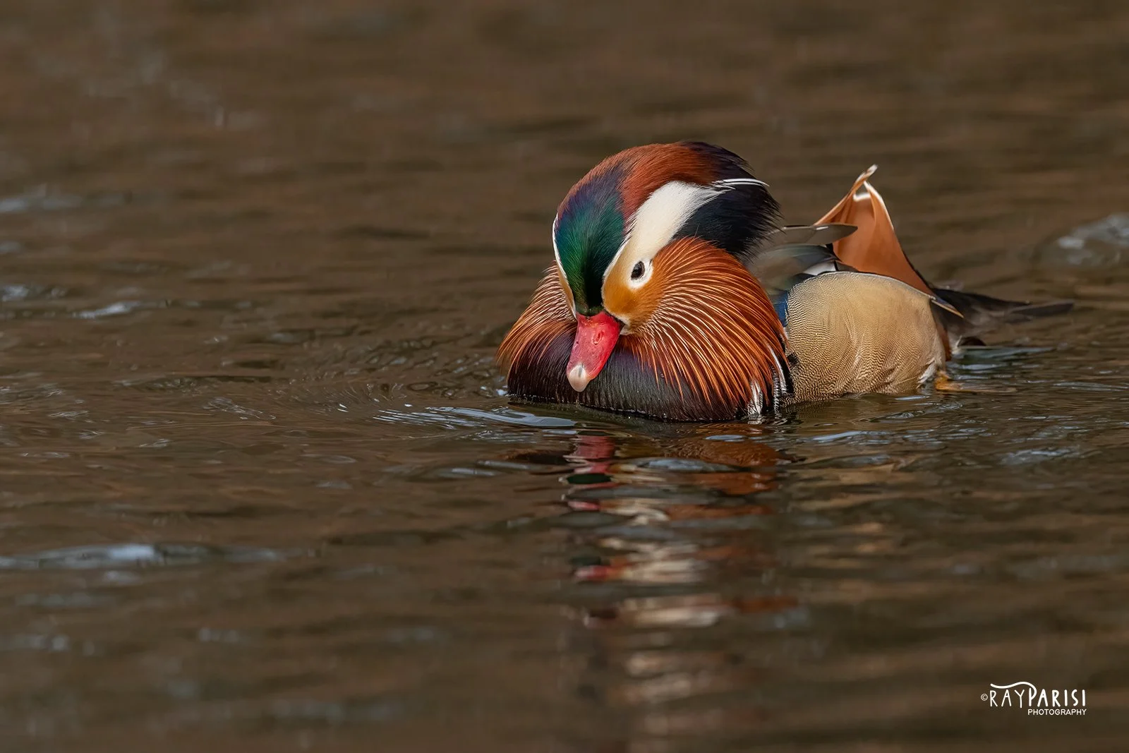 Mandarin head-on 05 12-12-21 W.jpg