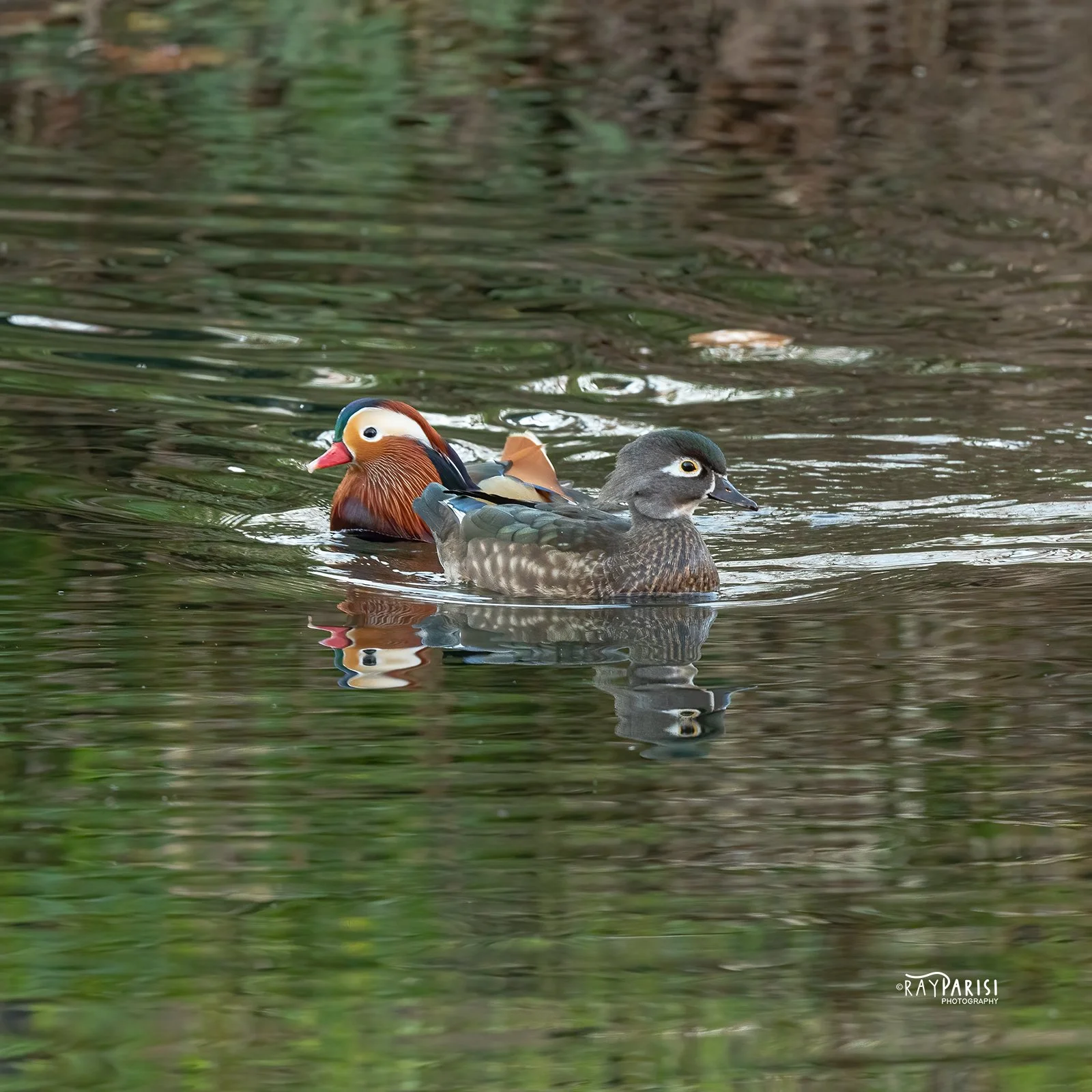 Love Birds 01 12-13-21 SQ W.jpg