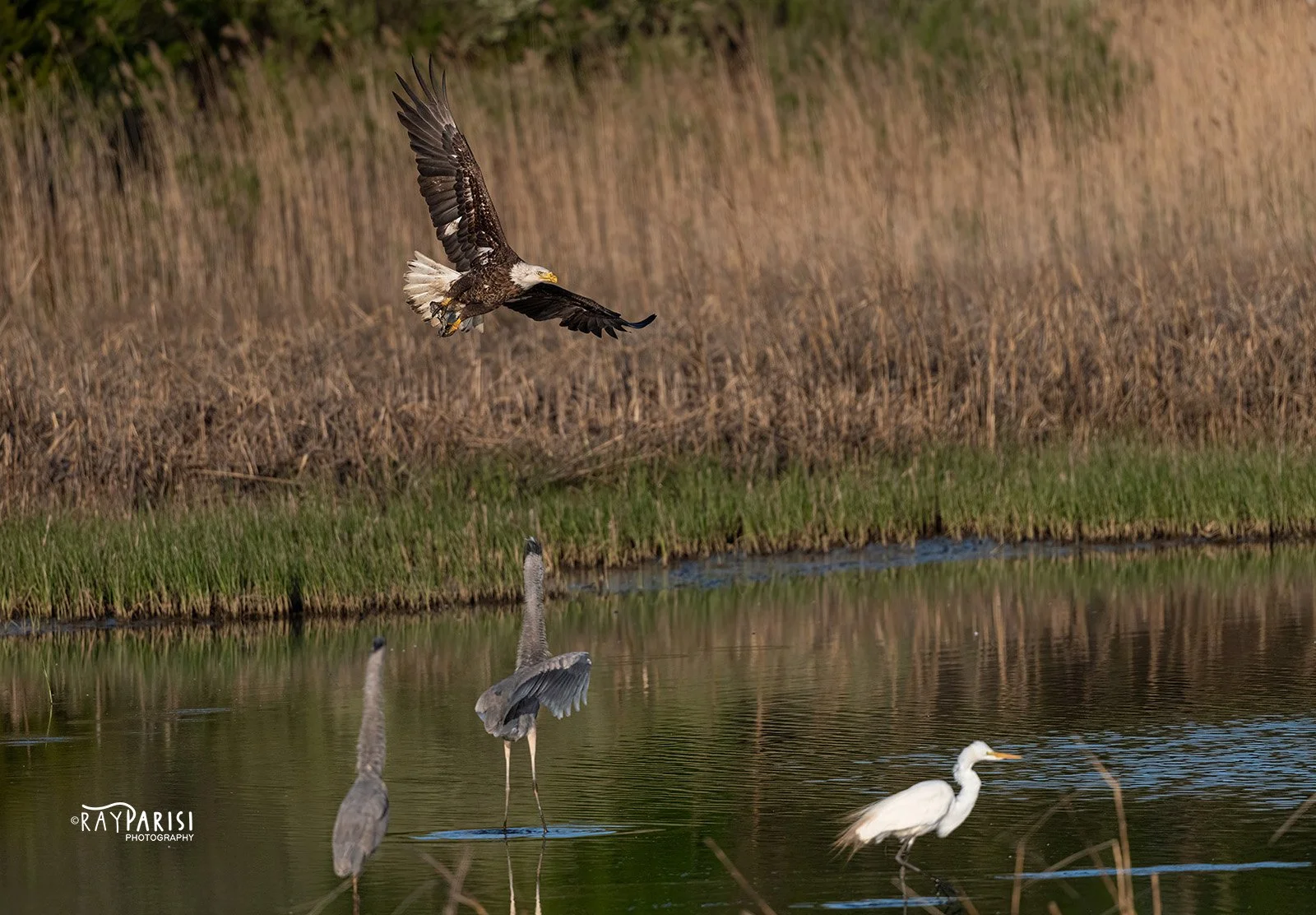 Eagle fishing 01a 4-30-22 W.jpg