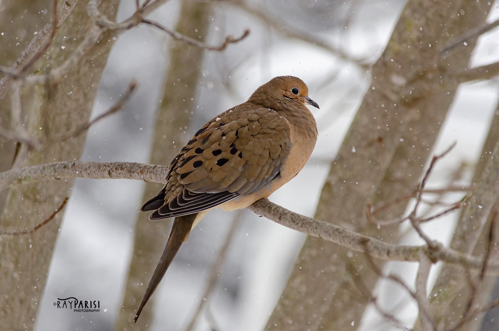 Mourning Dove 01 1-21-14 W.jpg