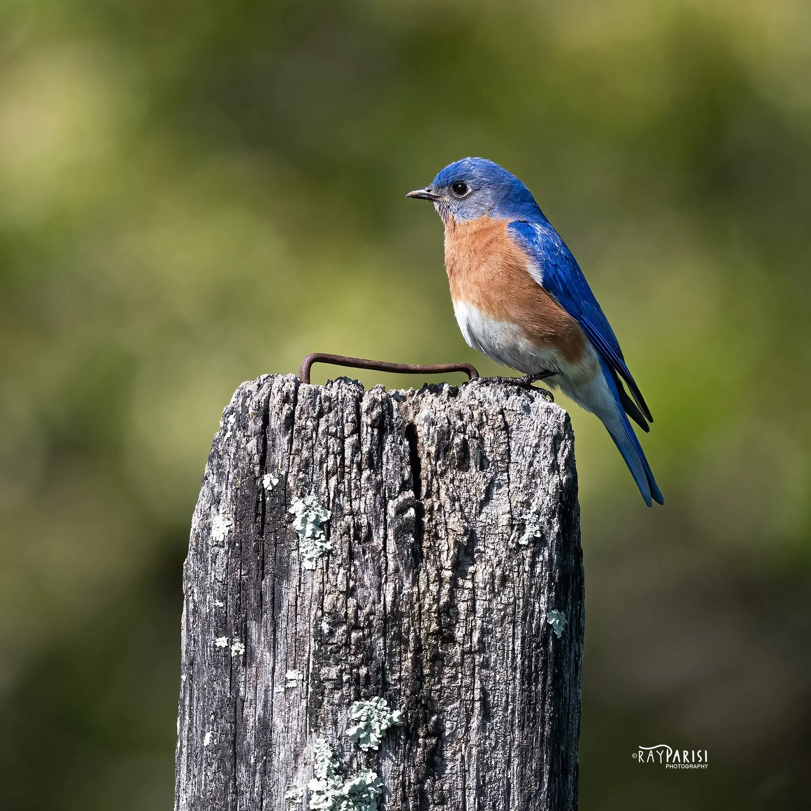 Bluebird 01b 4-12-22 SQ W.jpg