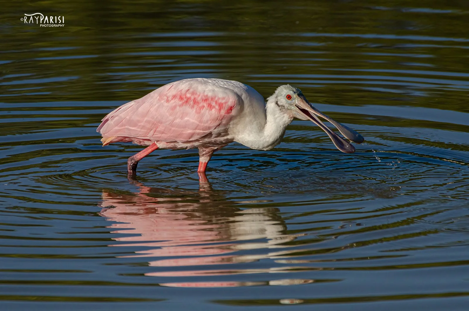Roseate Spoonbill 2 W.jpg