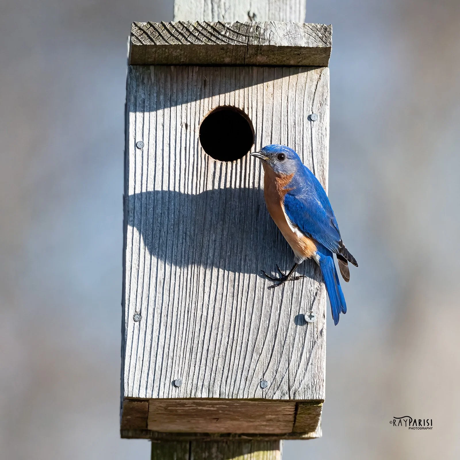 Bluebird 03a 3-20-22 SQ W.jpg