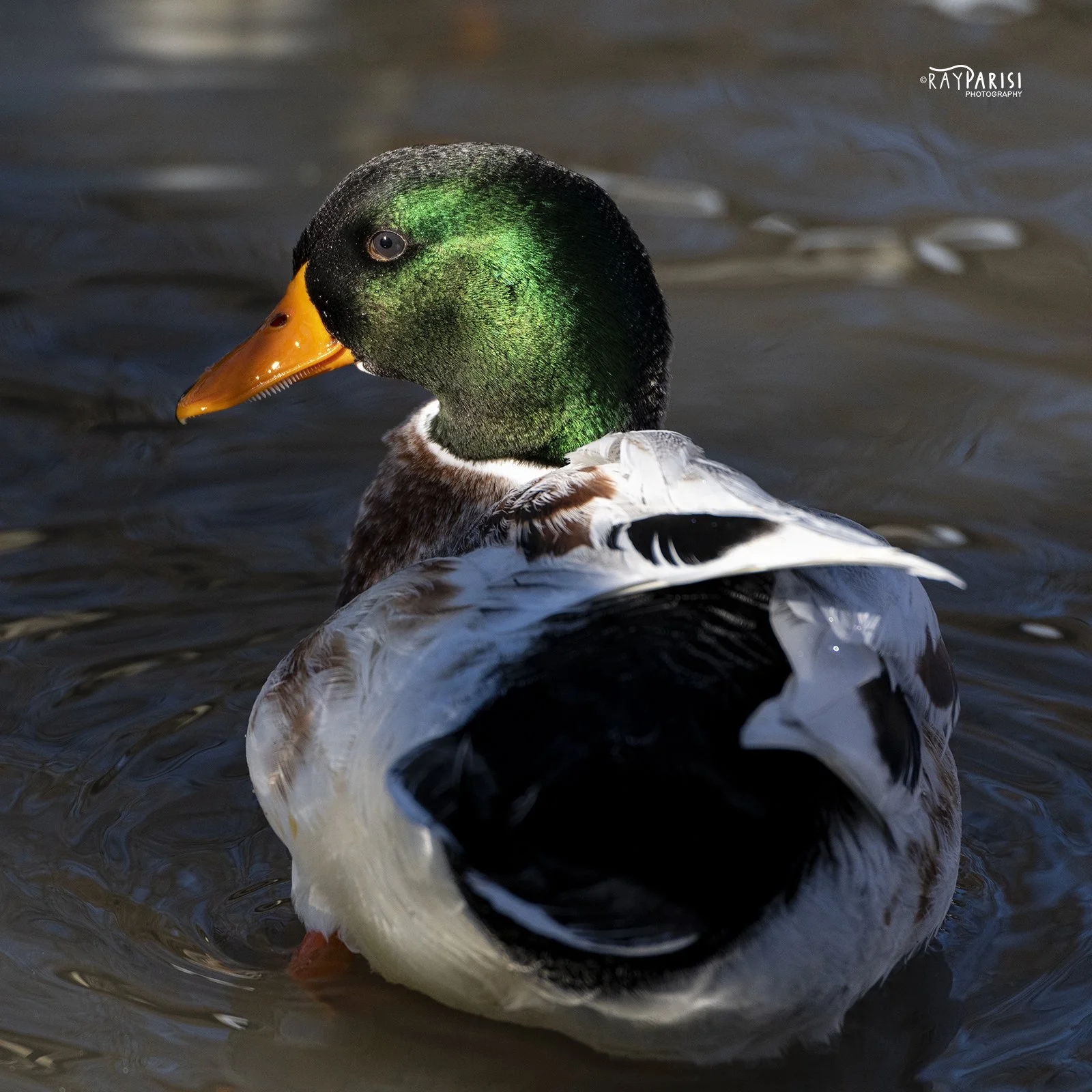 Mallard 05 sm 1-10-21.jpg
