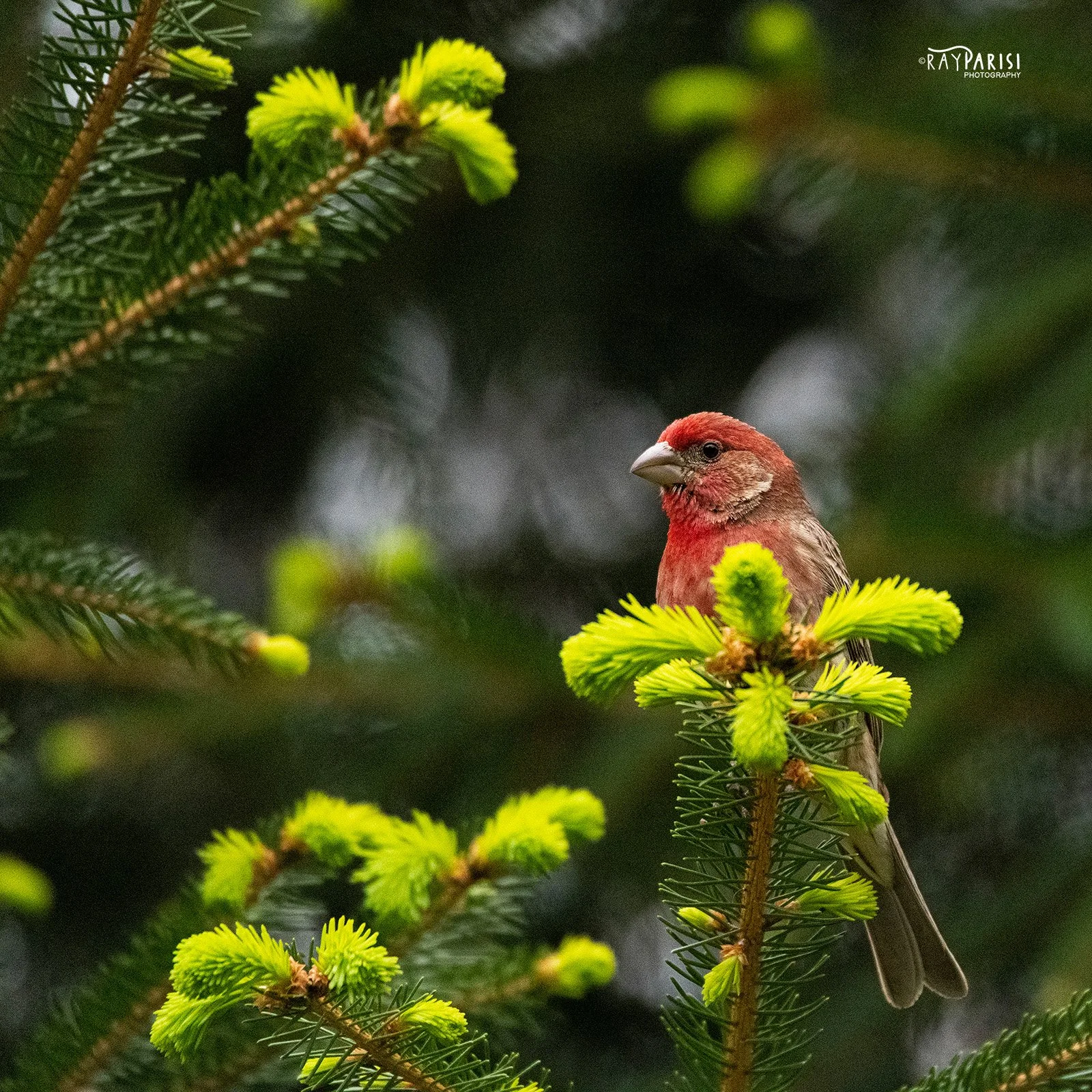 Finch 05 w.jpg