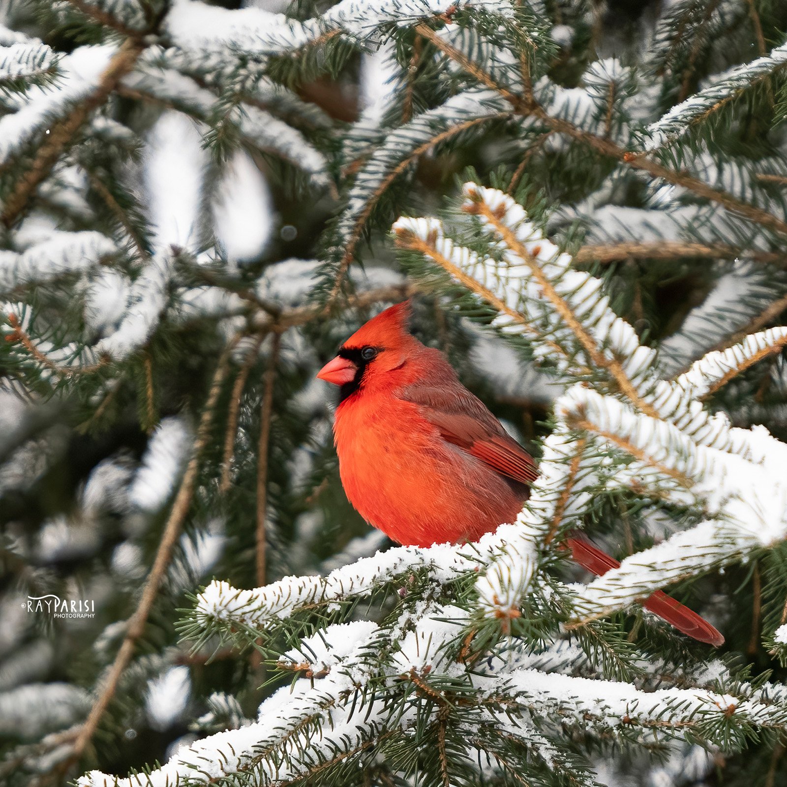 Cardinal 02b 2-13-22 SQ W.jpg