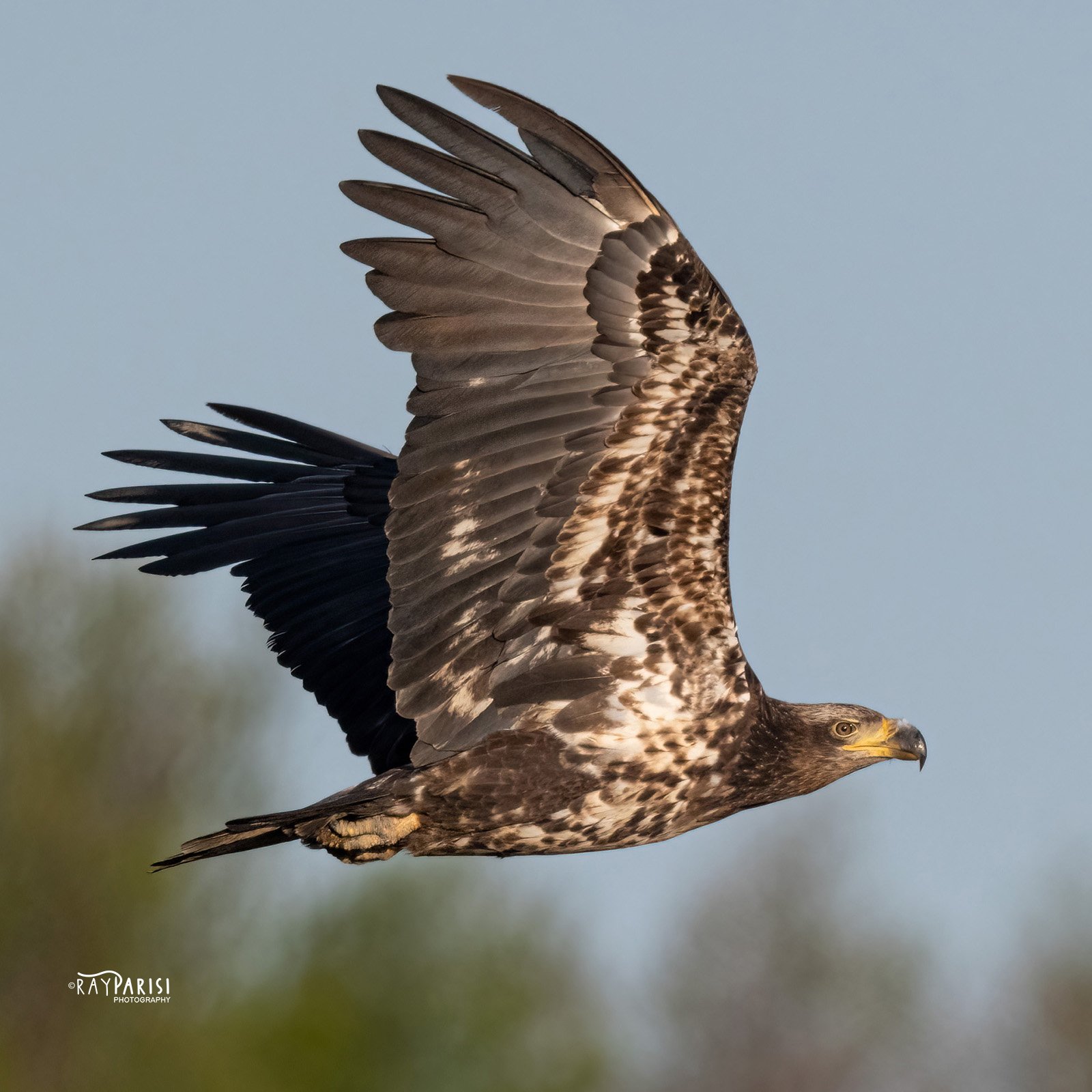 Juvi in flight 02b 4-30-22 SQ W.jpg