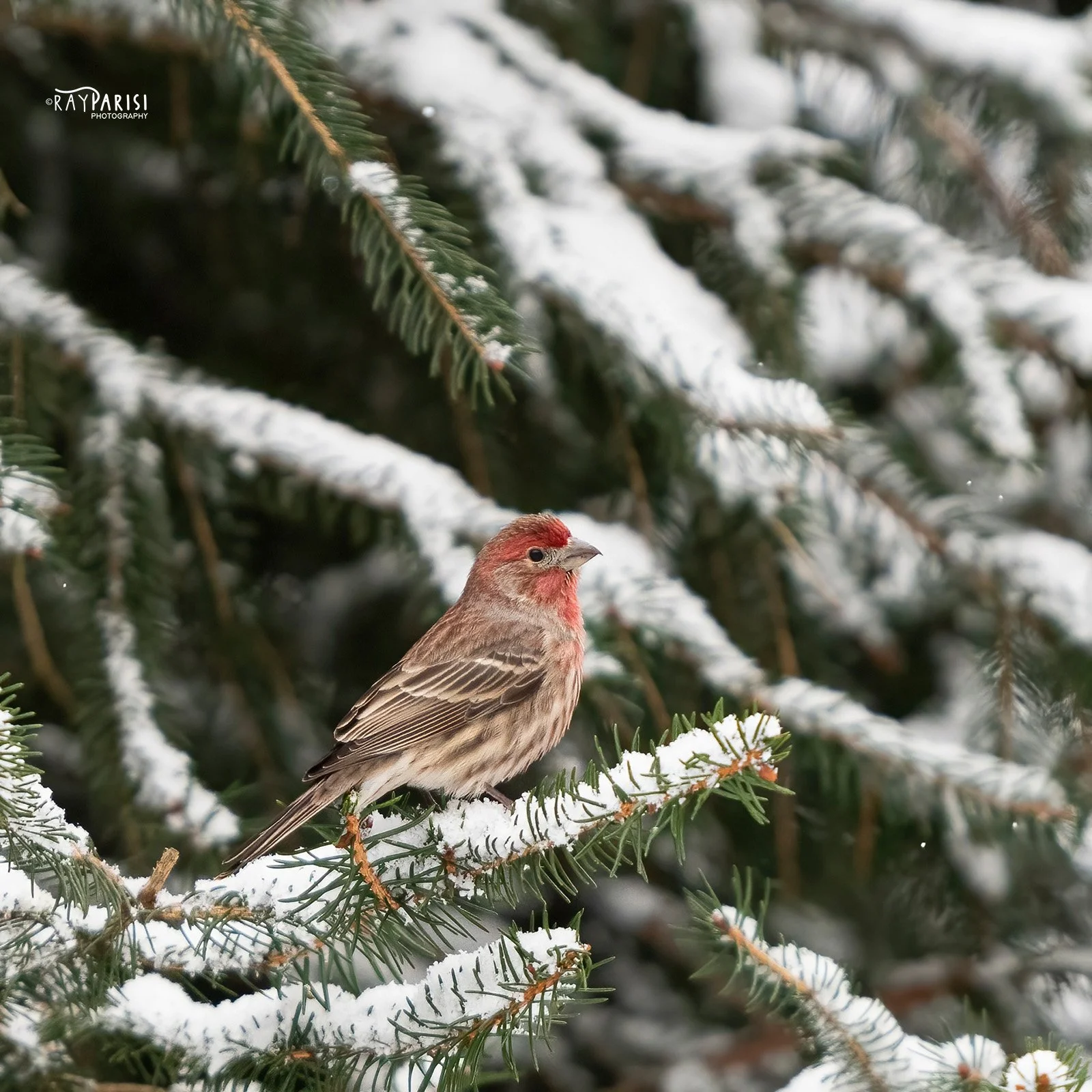 Finch 04 2-13-22 SQ W.jpg
